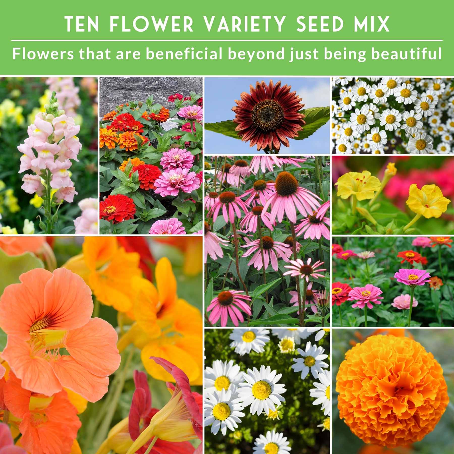 10-Variety Heirloom Flower Seed Collection – Non-GMO Annuals & Perennials for Colorful, Pollinator-Friendly Gardens - Image 4