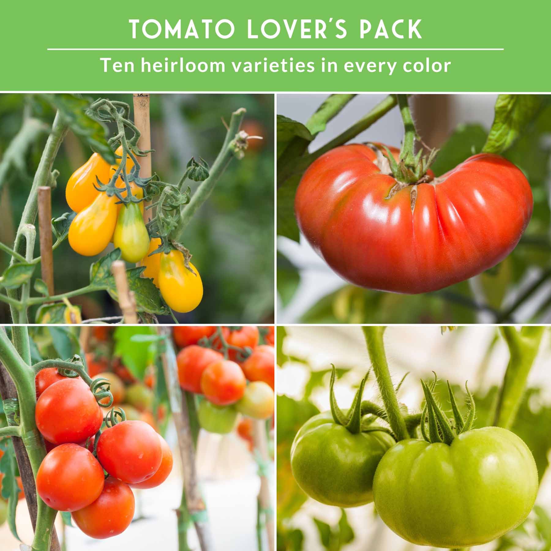 10 Tomato Seed Collection – Heirloom & Garden Favorites for Slicing, Sauces, Canning & Fresh Eating - Image 4