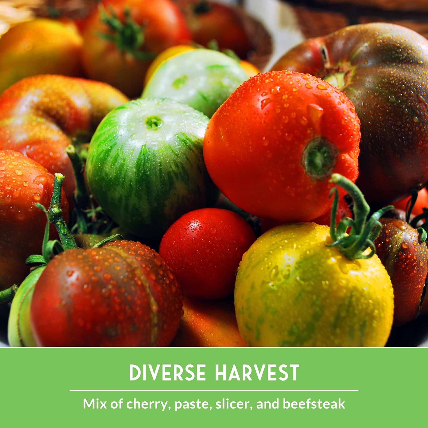 10 Tomato Seed Collection – Heirloom & Garden Favorites for Slicing, Sauces, Canning & Fresh Eating - Image 6