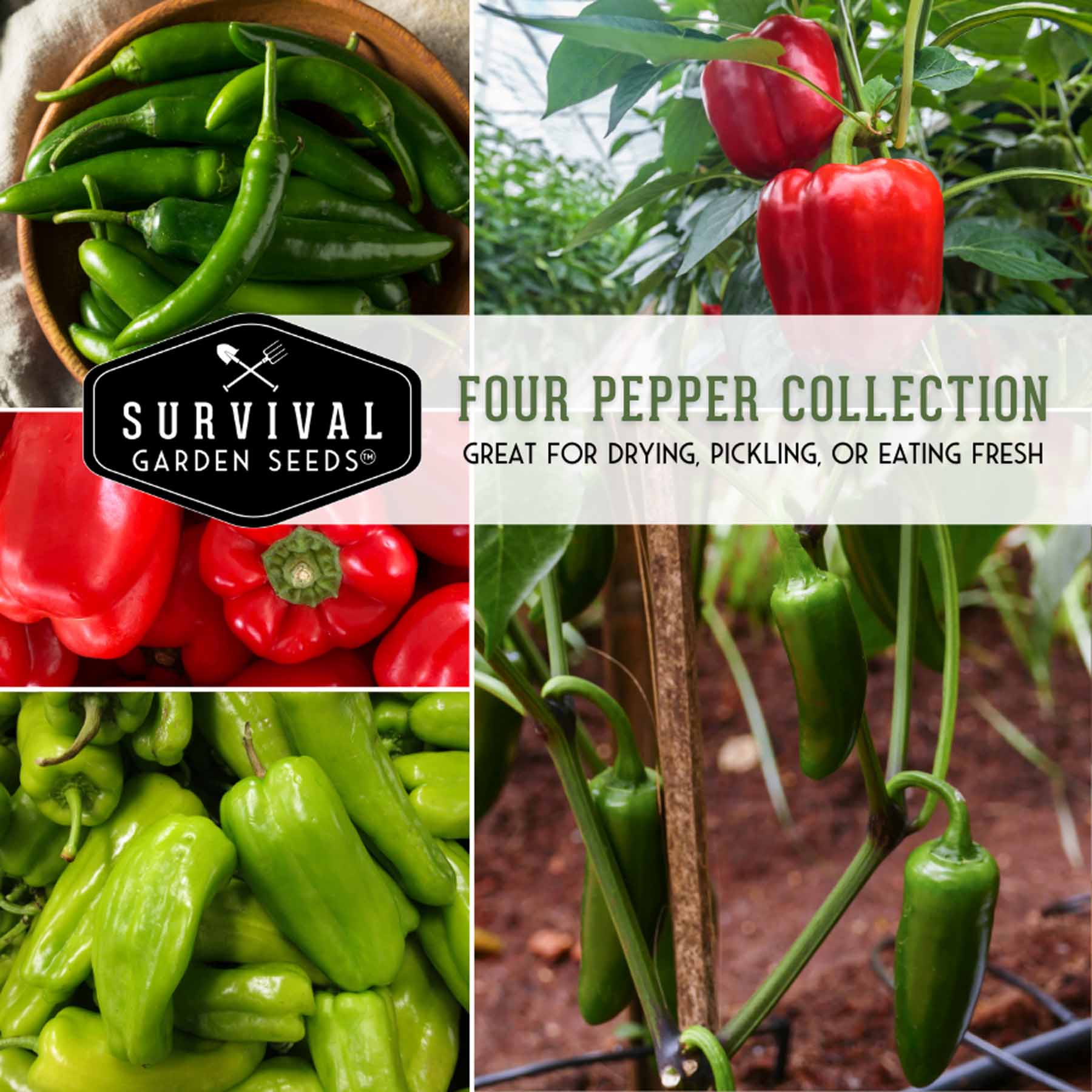 4 Pepper Seed Collection – Heirloom Non-GMO Hot & Sweet Peppers for Salsas, Roasting & Fresh Garden Harvests - Image 4