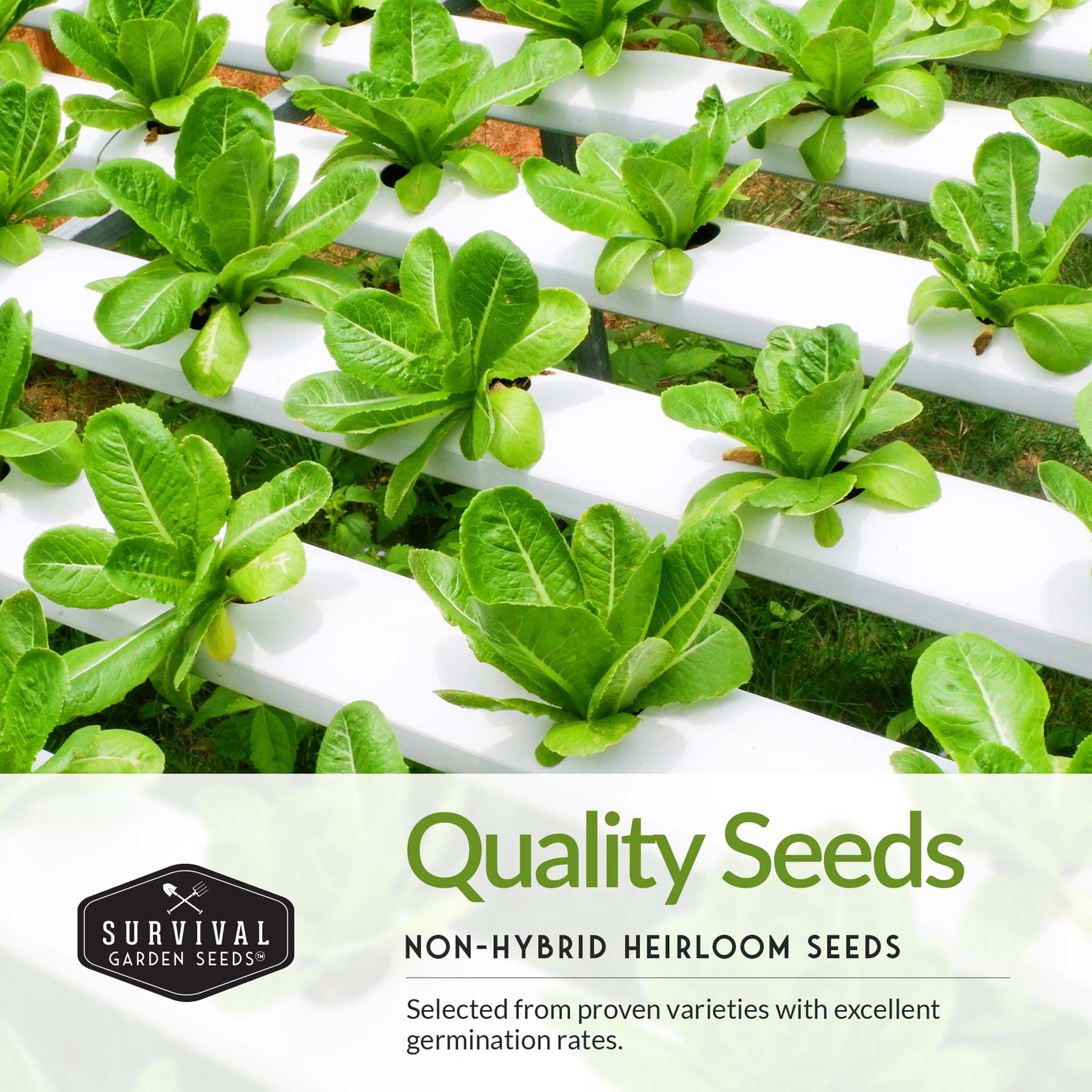 Lettuce Seed Collection – 5 Heirloom Varieties for Year-Round Harvest | Buttercrunch, Oakleaf, Lolla Rosa, Iceberg & Parris Island - Image 3