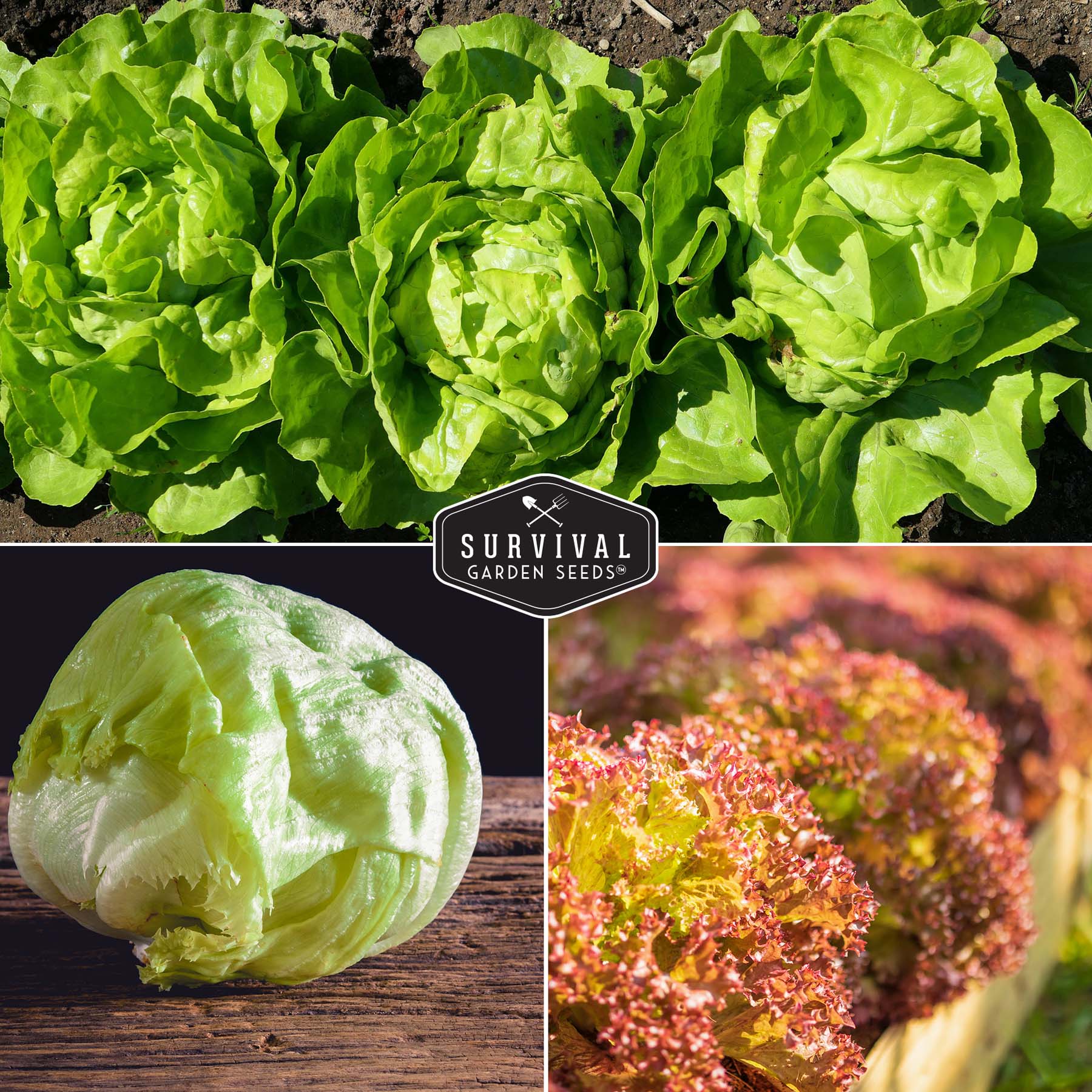 Lettuce Seed Collection – 5 Heirloom Varieties for Year-Round Harvest | Buttercrunch, Oakleaf, Lolla Rosa, Iceberg & Parris Island - Image 4