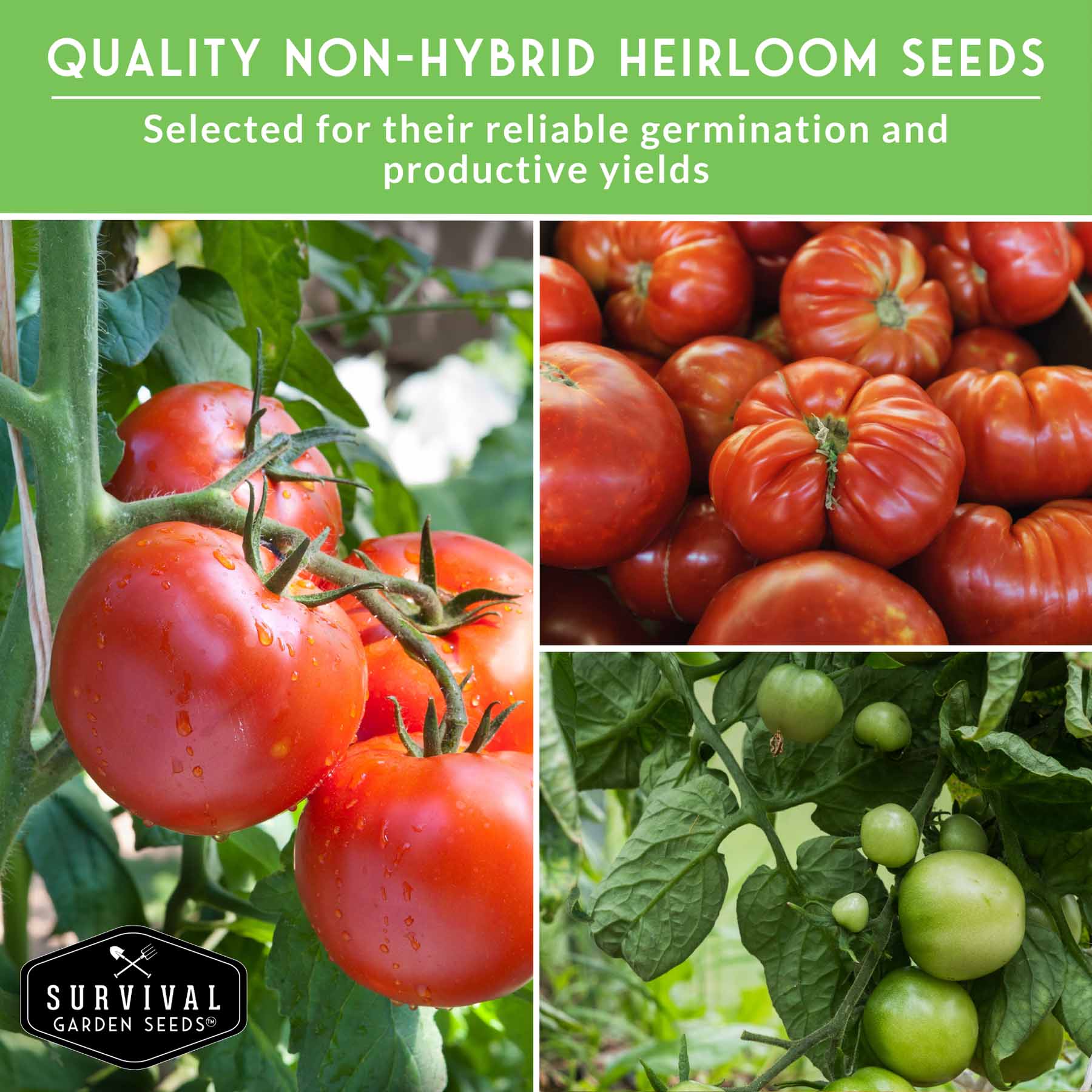 Slicing Tomato Seed Collection – 5 Heirloom & Beefsteak Varieties for Large, Meaty Sandwich Tomatoes - Image 4