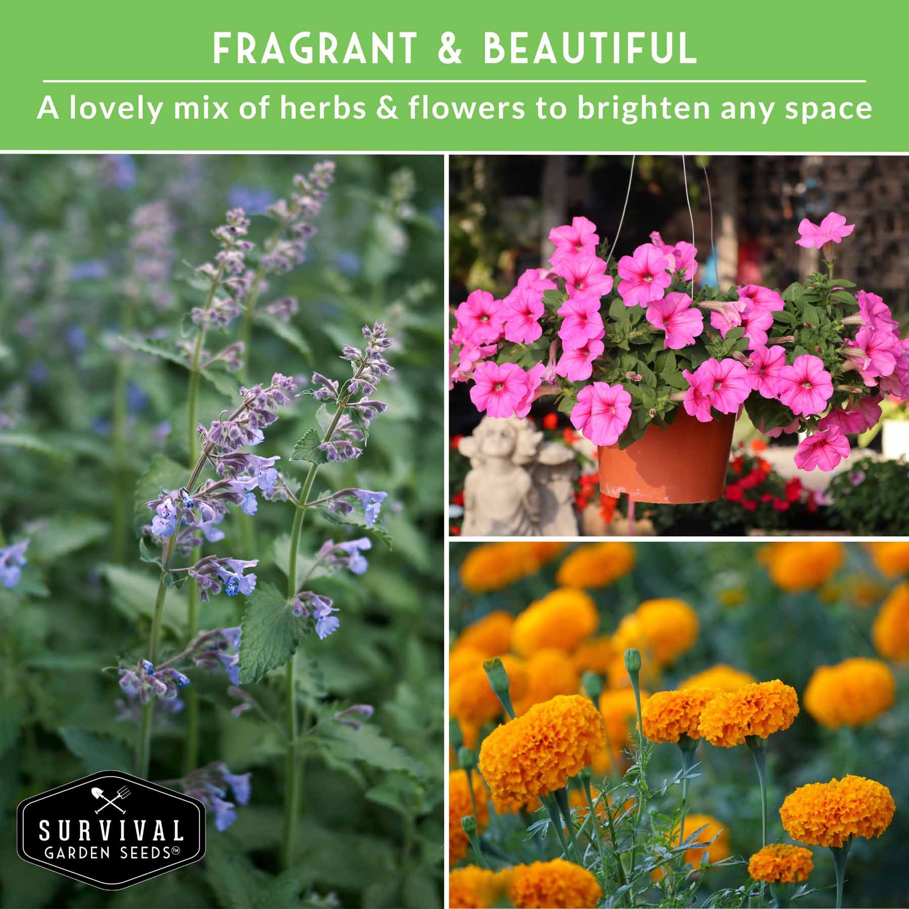 Pest Defense Seed Collection – 6 Heirloom Herbs & Flowers for Natural Garden Protection - Image 4