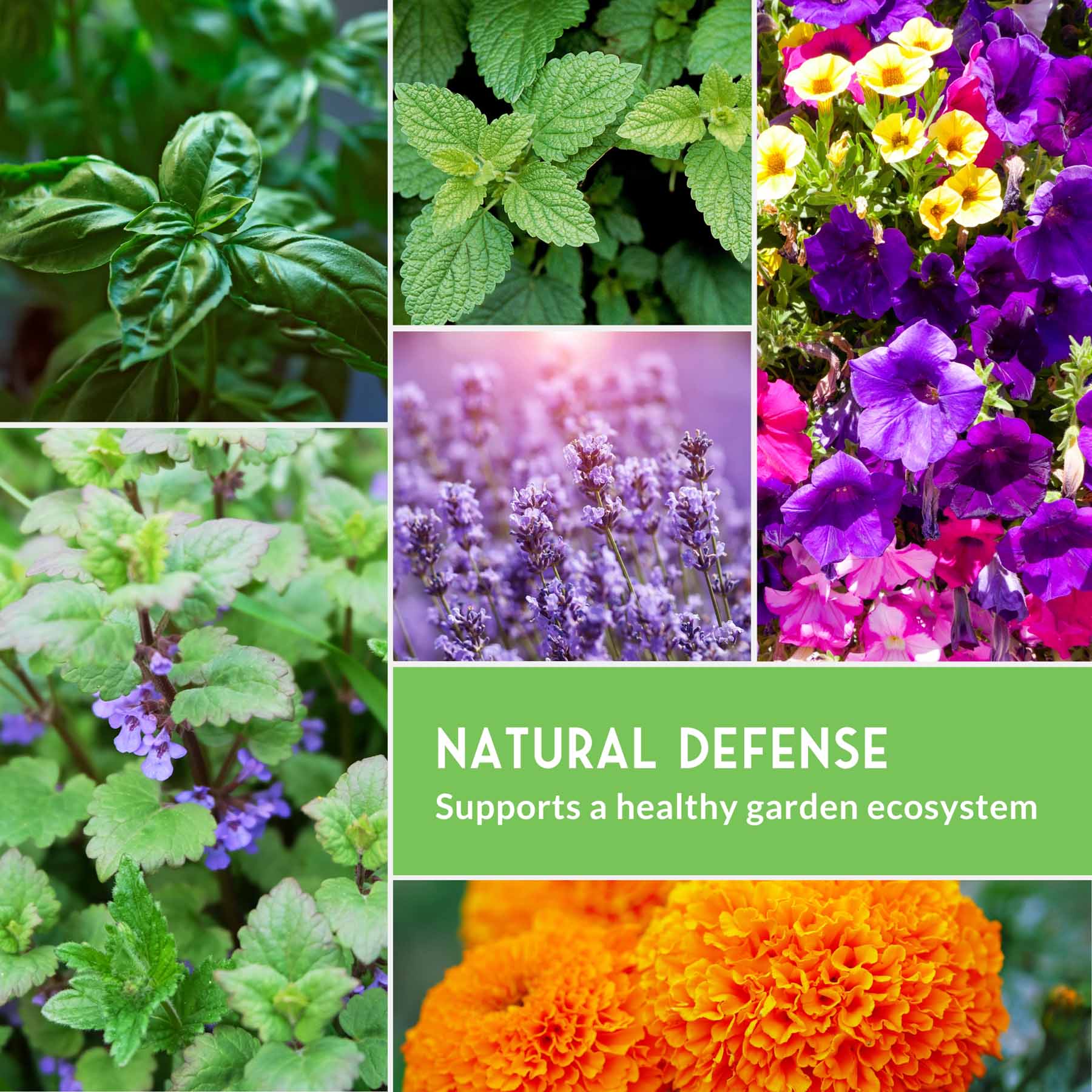 Pest Defense Seed Collection – 6 Heirloom Herbs & Flowers for Natural Garden Protection - Image 5