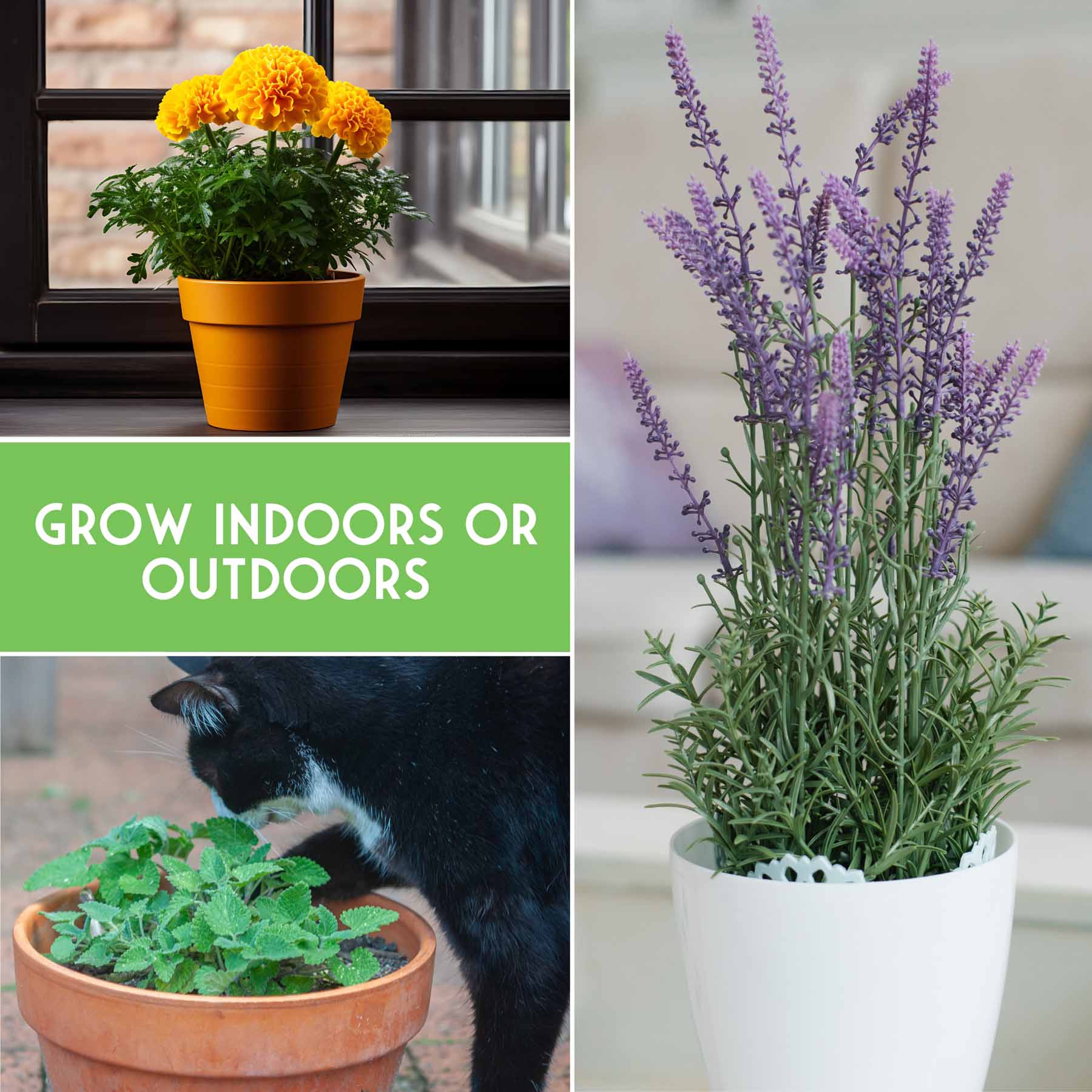 Pest Defense Seed Collection – 6 Heirloom Herbs & Flowers for Natural Garden Protection - Image 6