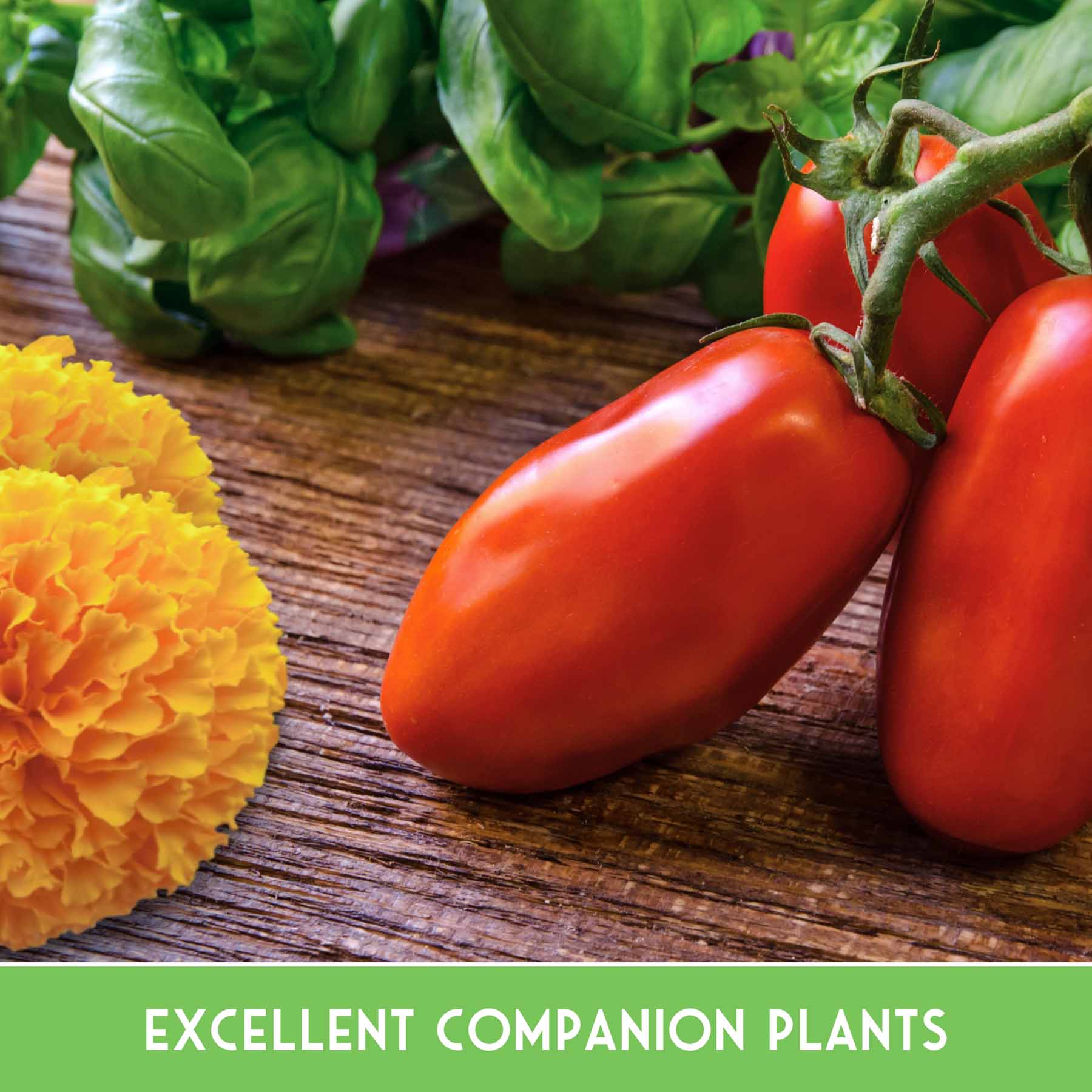 Pest Defense Seed Collection – 6 Heirloom Herbs & Flowers for Natural Garden Protection - Image 7