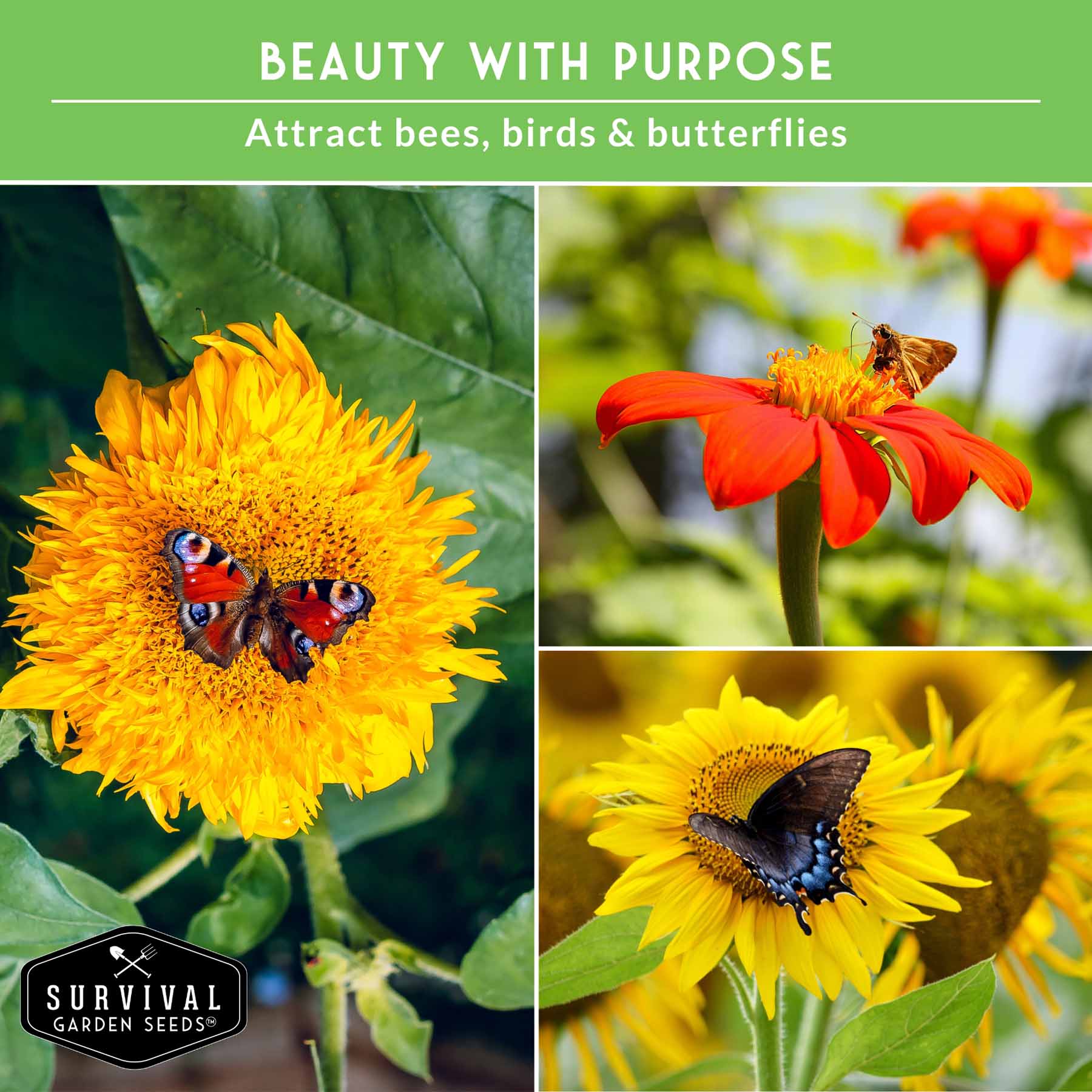 Sunflower Seed Collection – 6 Colorful, Pollinator-Friendly Varieties for Stunning Garden Displays - Image 4