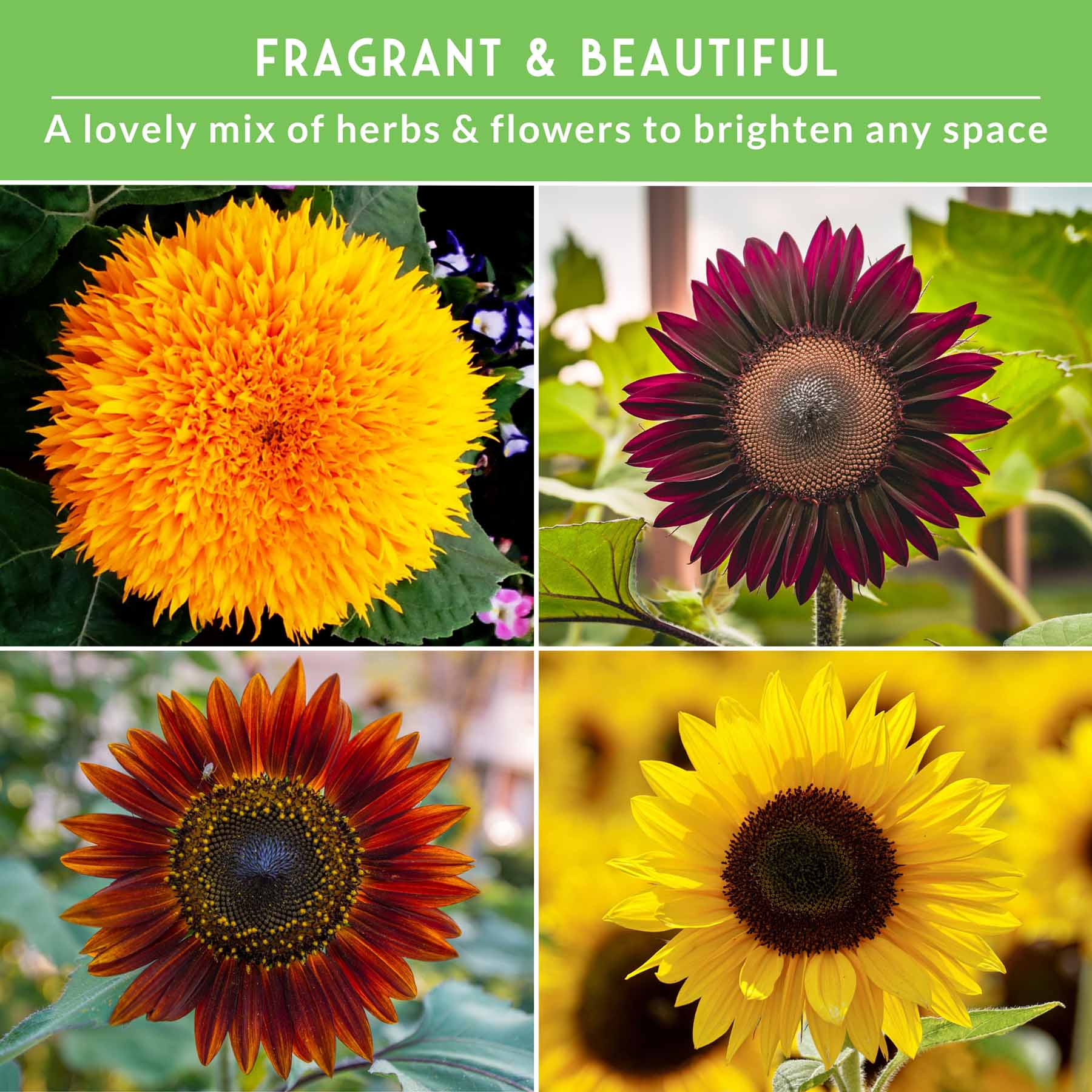 Sunflower Seed Collection – 6 Colorful, Pollinator-Friendly Varieties for Stunning Garden Displays - Image 5