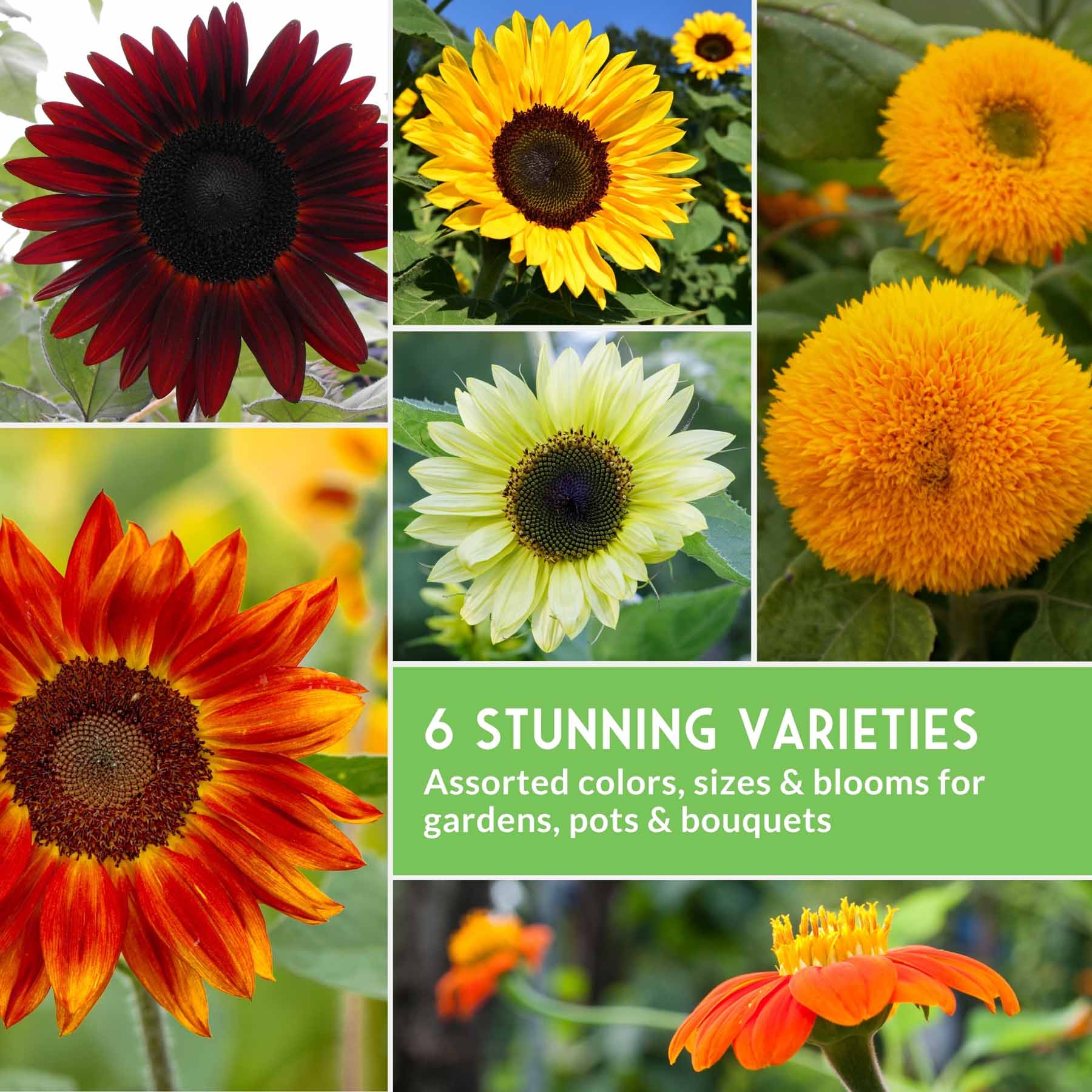 Sunflower Seed Collection – 6 Colorful, Pollinator-Friendly Varieties for Stunning Garden Displays - Image 6