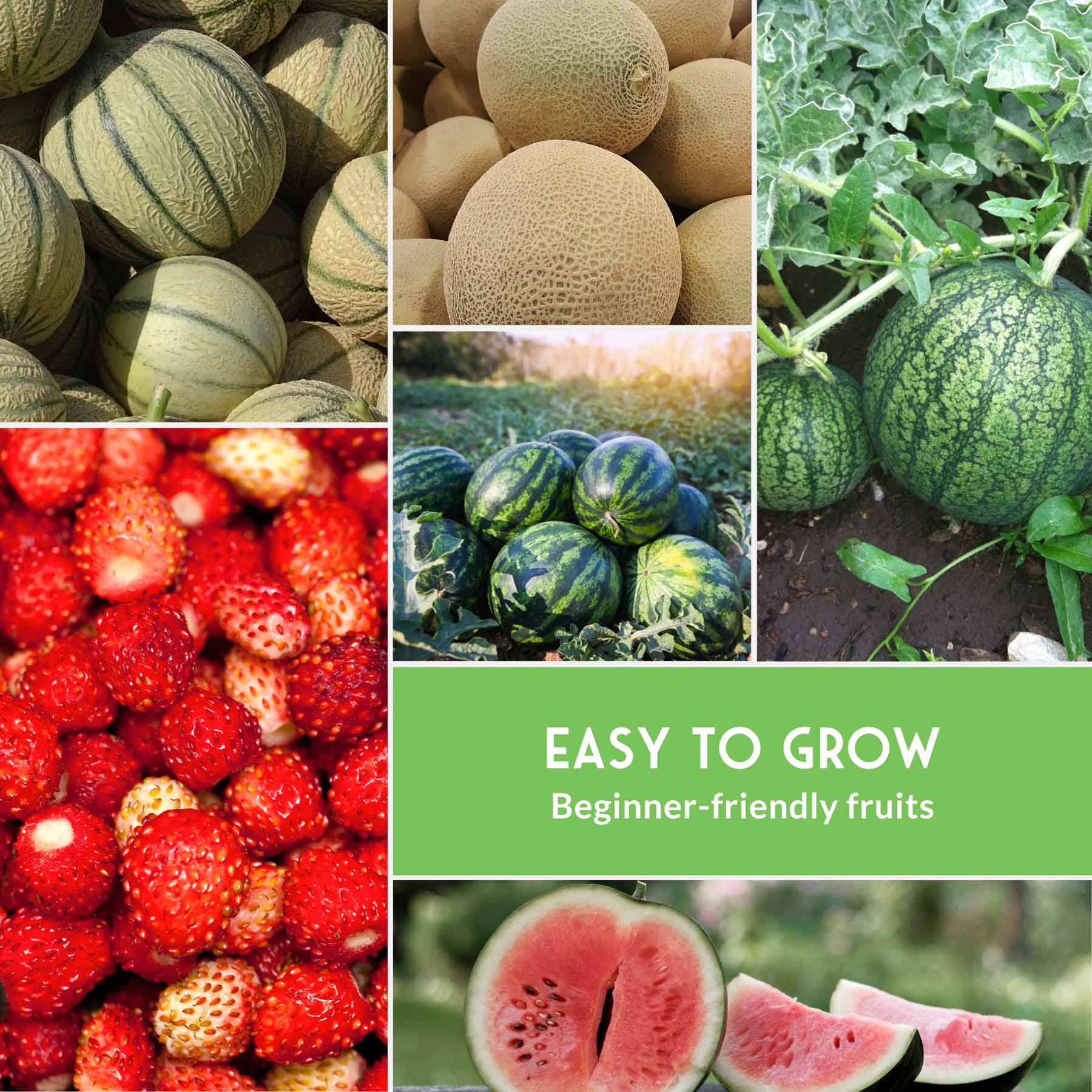 8-Variety Heirloom Fruit Seed Collection – Non-GMO Strawberry, Melon & Watermelon Seeds for Home Gardens - Image 5