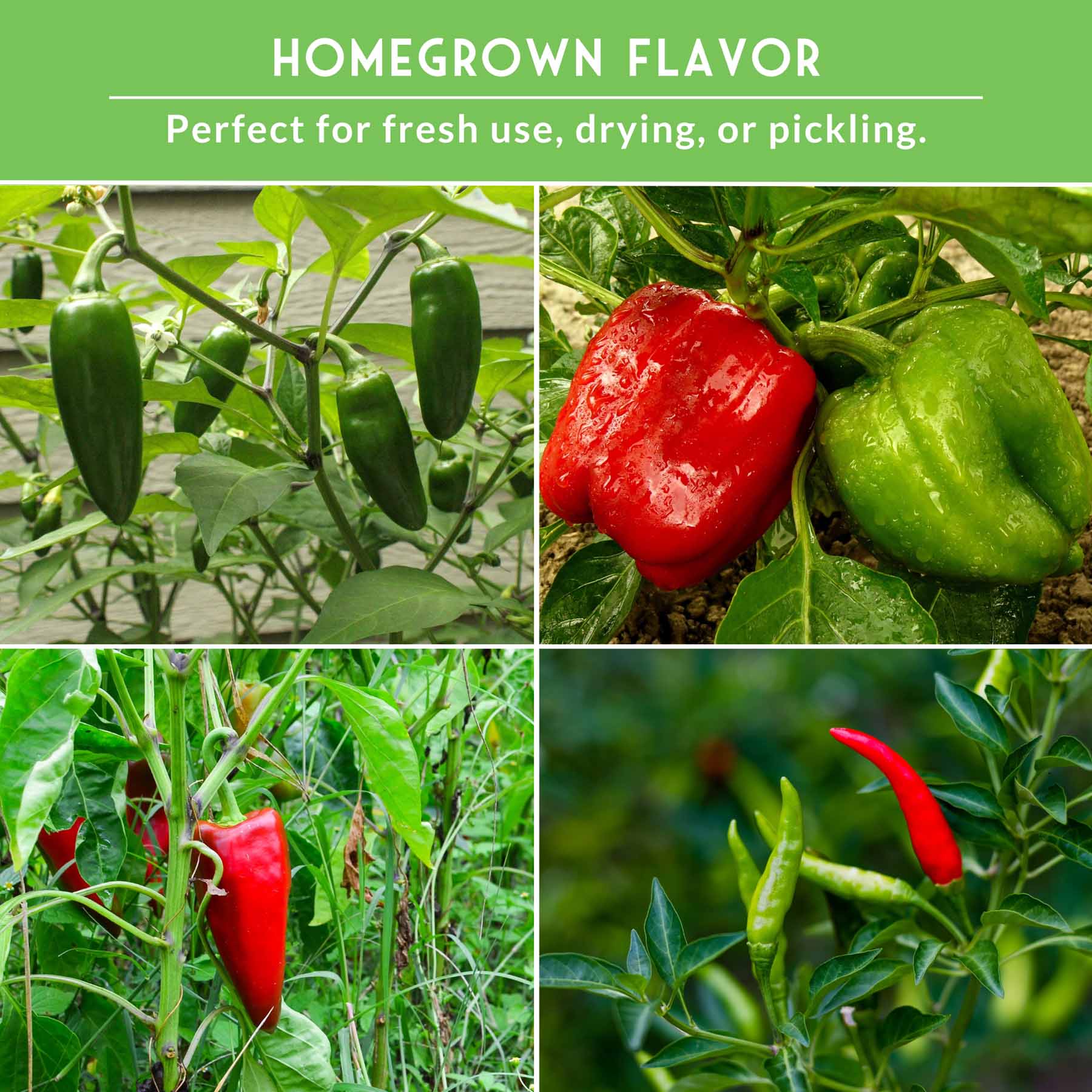 Eight Pepper Seed Collection – Heirloom Non-GMO Sweet & Hot Pepper Varieties for Home Gardening and Food Preservation - Image 4