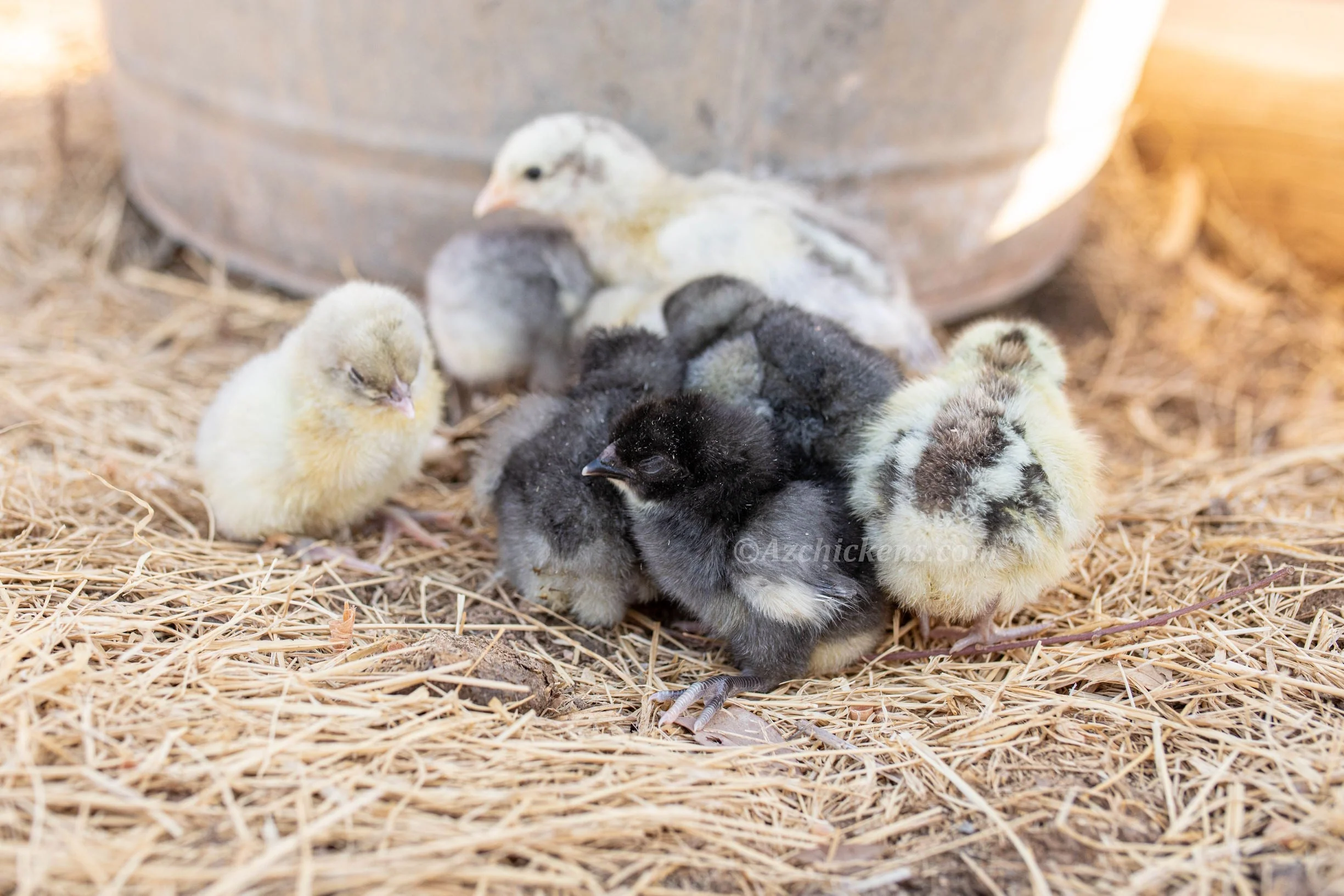 American Bresse Chicks - Assorted Colors - Buy 10 + 5 Bonus Free (Unsexed, Shipping Included) - Image 4