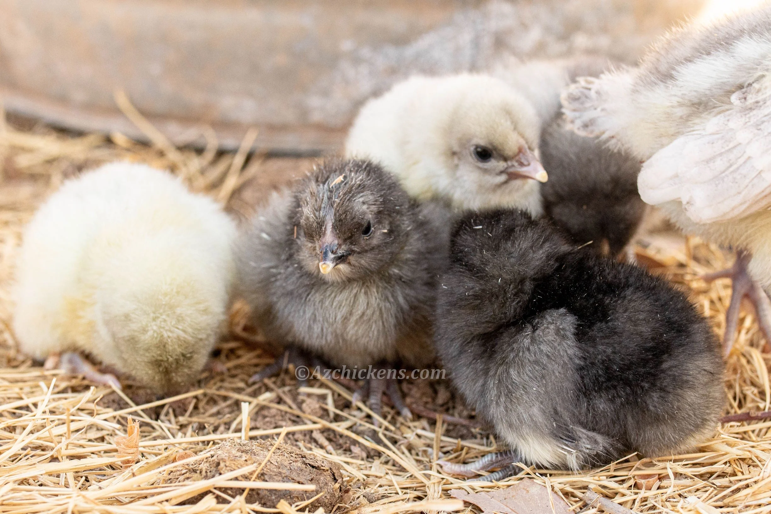 American Bresse Chicks - Assorted Colors - Buy 10 + 5 Bonus Free (Unsexed, Shipping Included) - Image 6