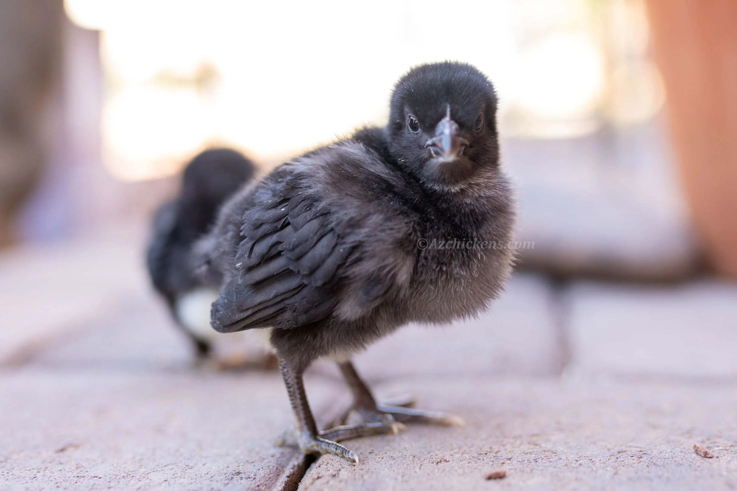 American Bresse Chicks - Assorted Colors - Buy 10 + 5 Bonus Free (Unsexed, Shipping Included) - Image 9