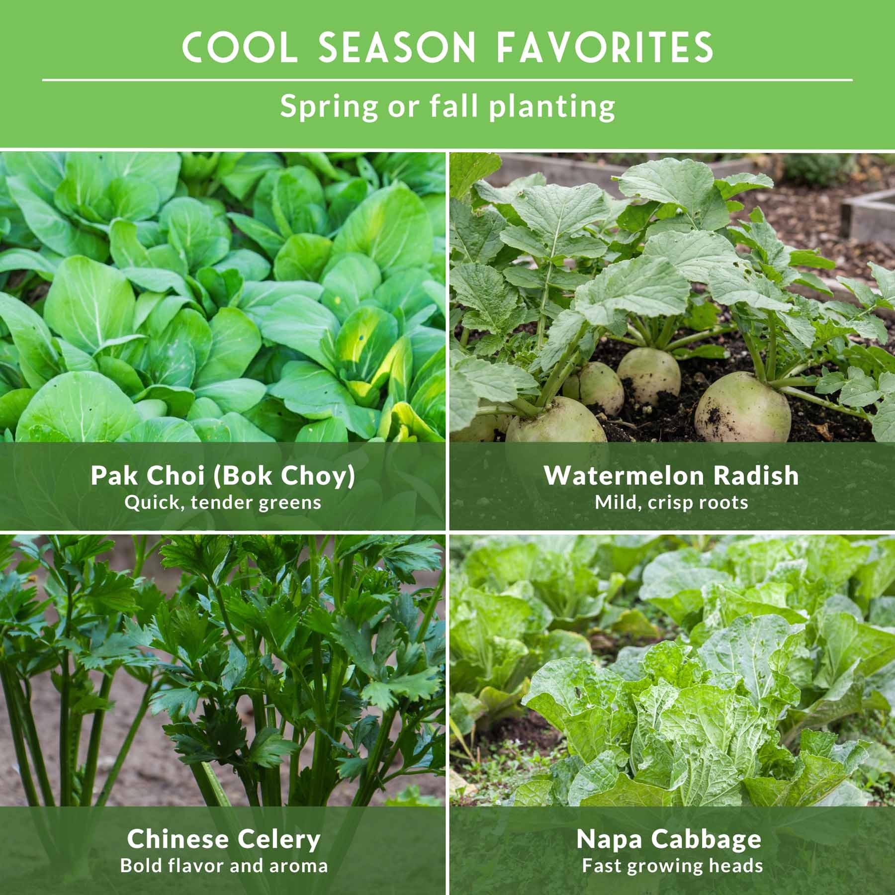 Asian Vegetable Seed Collection – 6 Heirloom, Non-GMO Varieties for Stir-Fries, Soups & Authentic Home Cooking - Image 4
