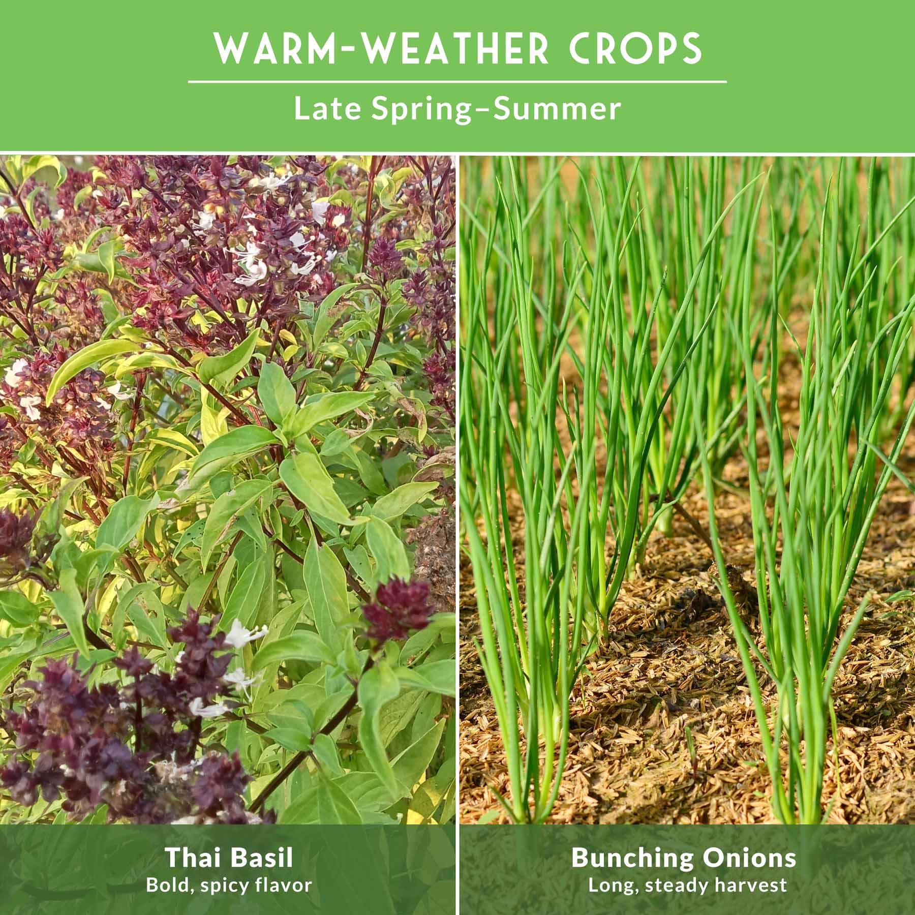 Asian Vegetable Seed Collection – 6 Heirloom, Non-GMO Varieties for Stir-Fries, Soups & Authentic Home Cooking - Image 6