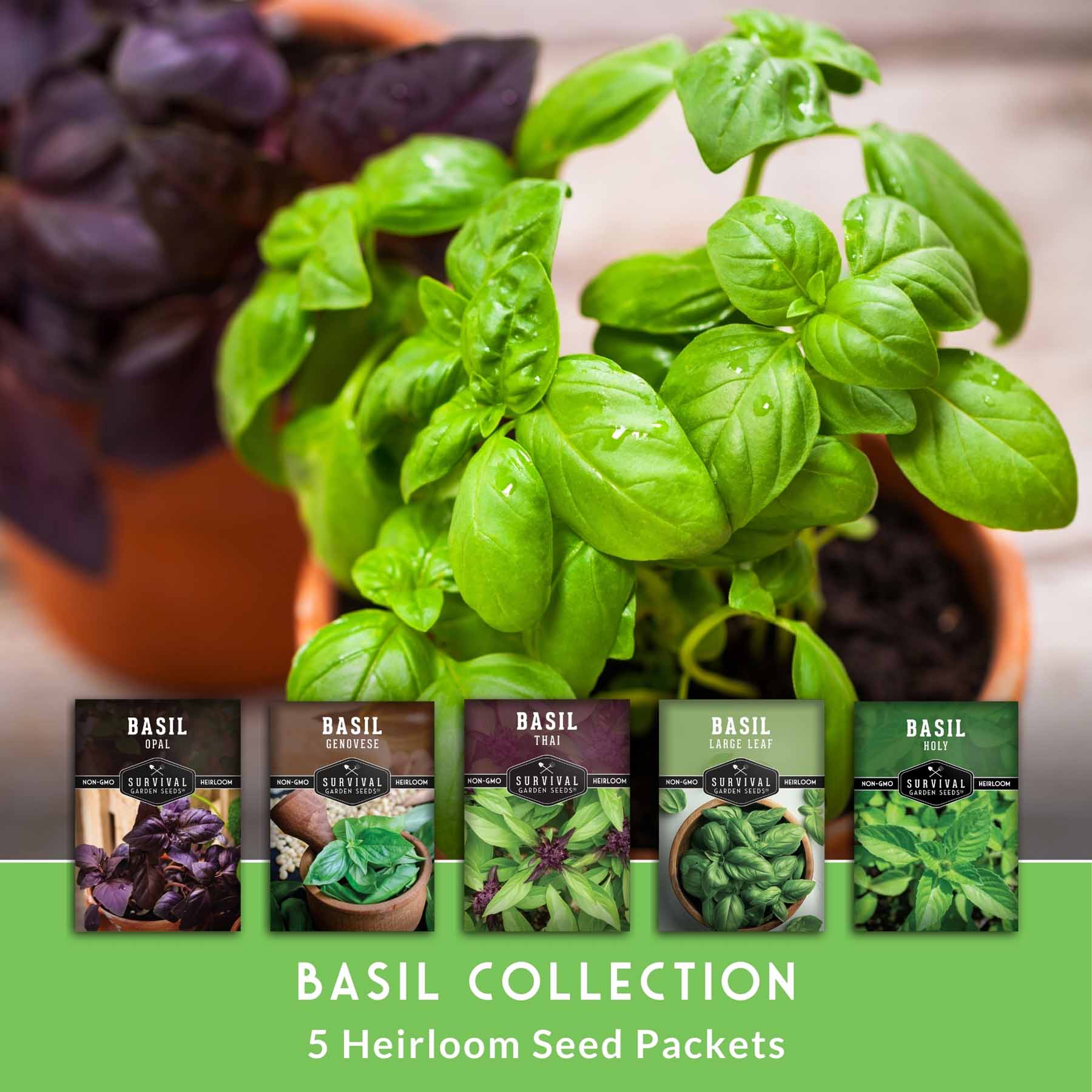 5 Basil Seed Collection – Genovese, Holy (Tulsi), Large Leaf, Opal & Thai Basil Seeds for Culinary and Herbal Gardens - Image 3