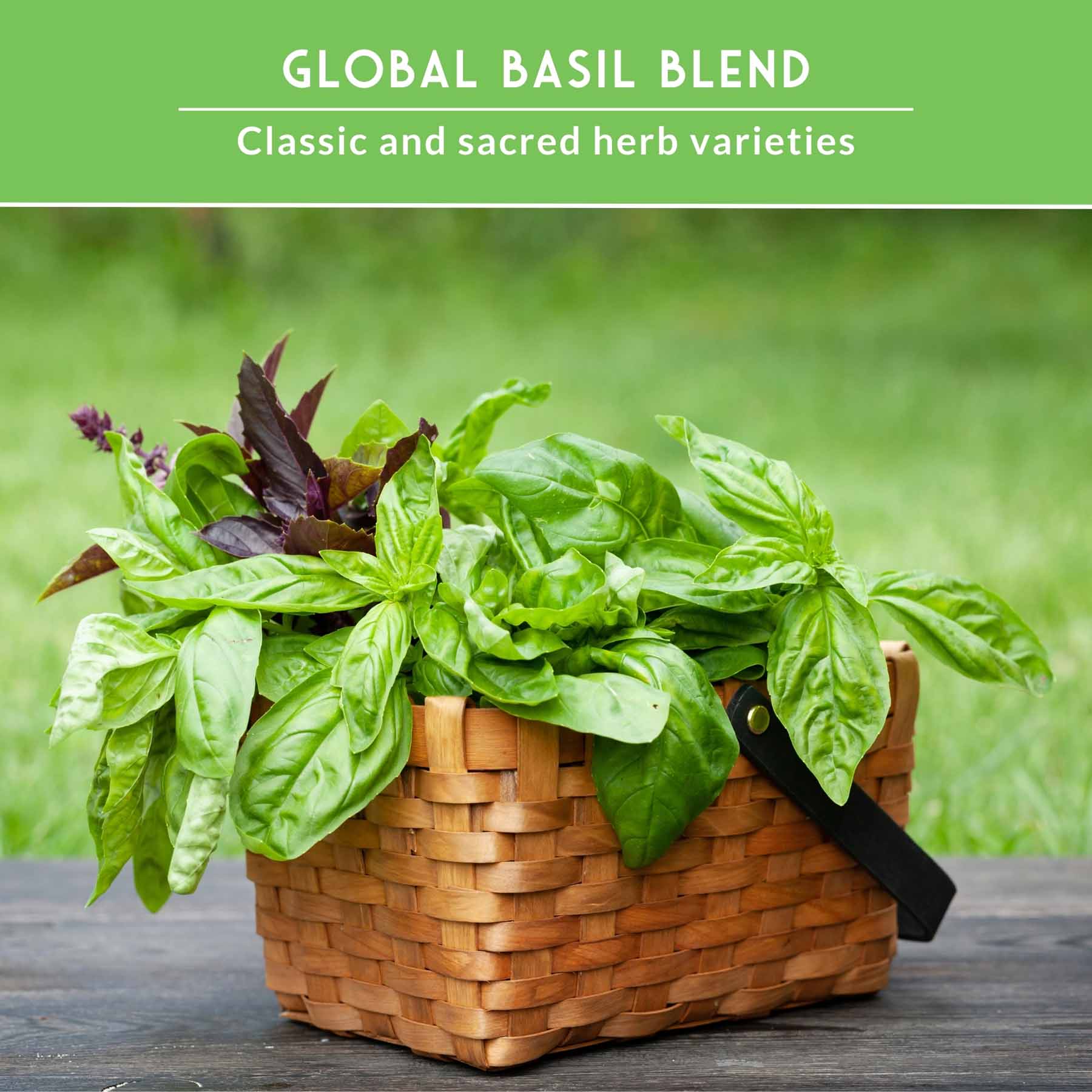 5 Basil Seed Collection – Genovese, Holy (Tulsi), Large Leaf, Opal & Thai Basil Seeds for Culinary and Herbal Gardens - Image 4