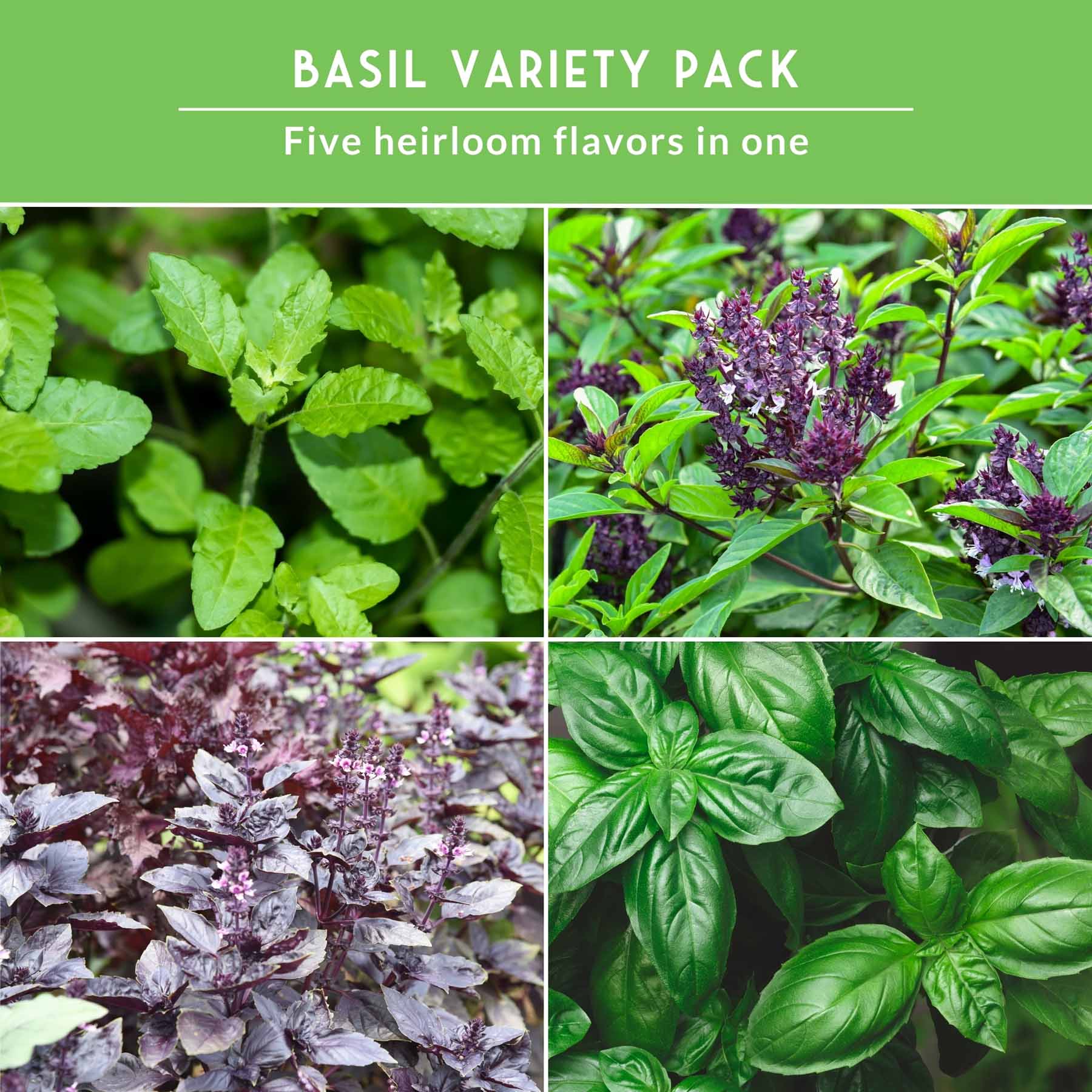 5 Basil Seed Collection – Genovese, Holy (Tulsi), Large Leaf, Opal & Thai Basil Seeds for Culinary and Herbal Gardens - Image 5