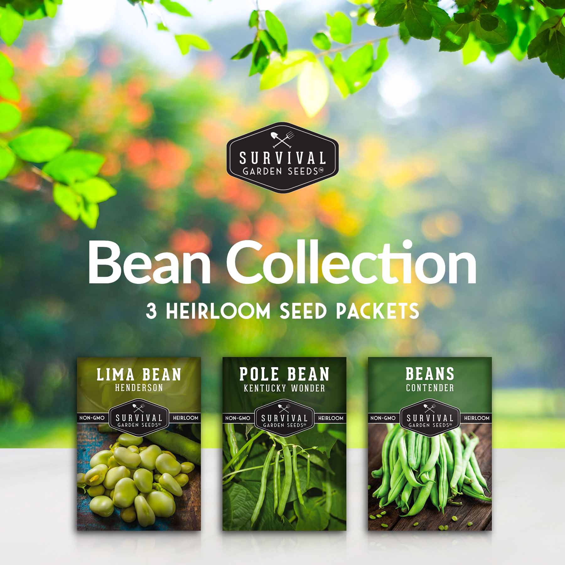 Bean Seed Collection – Contender Bush Beans, Kentucky Wonder Pole Beans & Henderson Lima Beans - Image 2