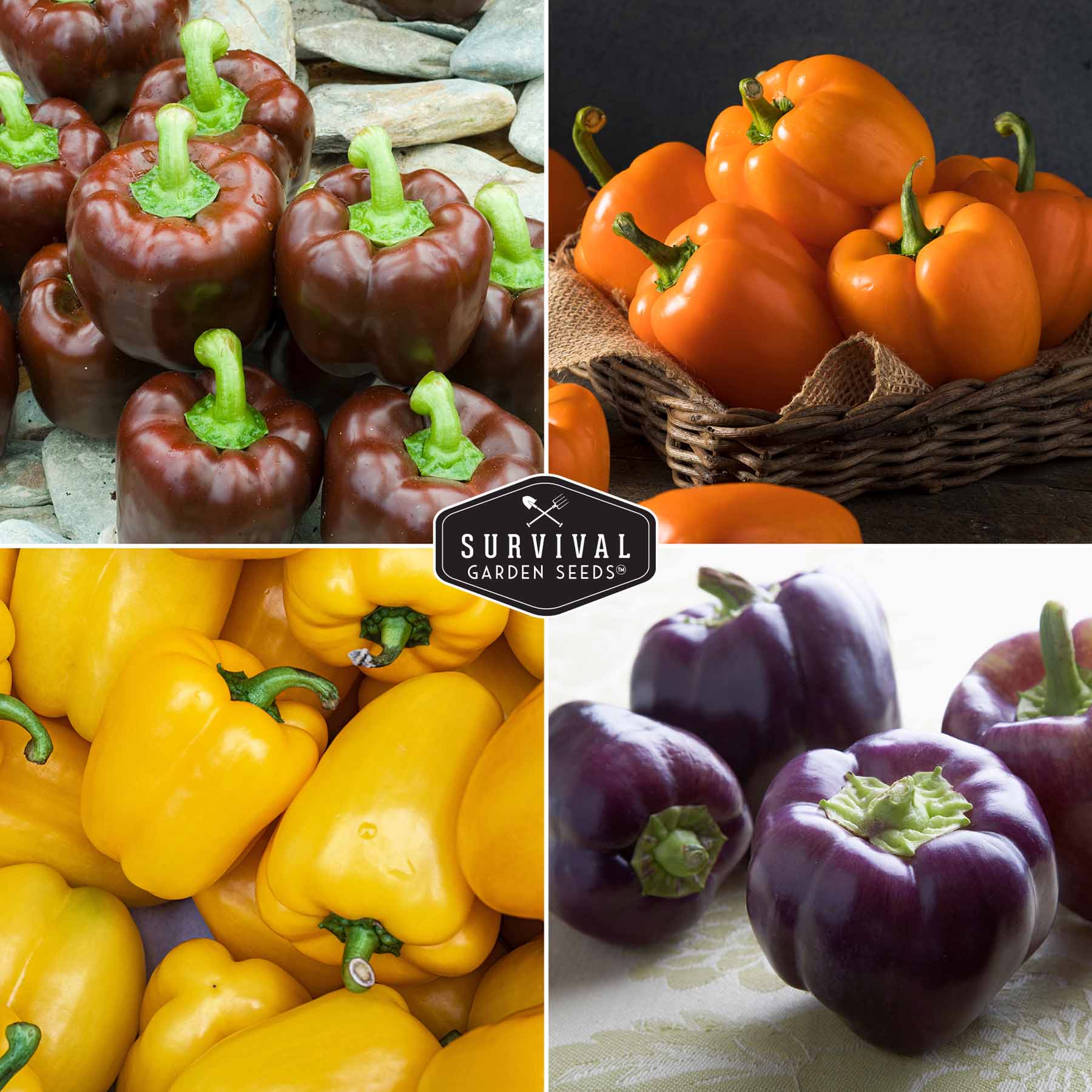 Heirloom Bell Pepper Seed Collection – Non-GMO Sweet Peppers in 5 Vibrant Colors for Garden & Container Growing - Image 4