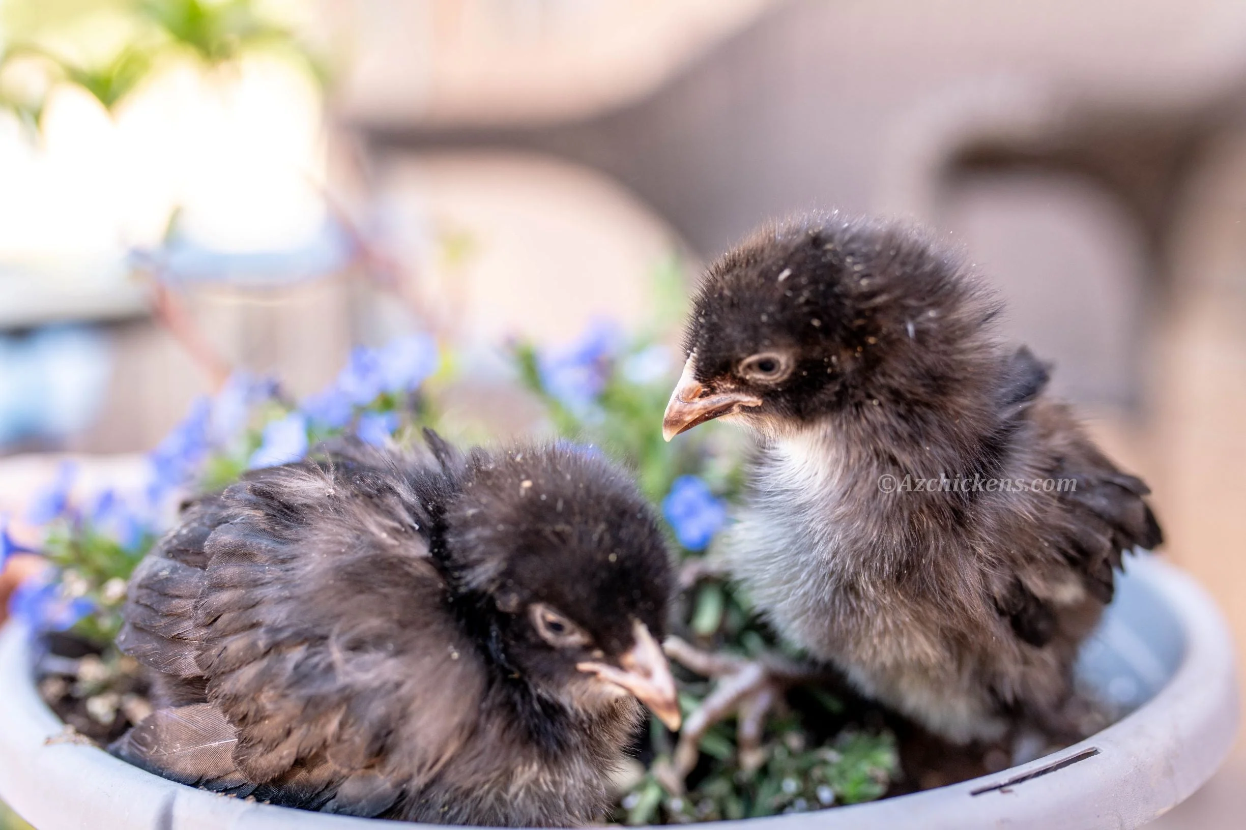 Black American Bresse Chicks - Buy 10 + 5 Bonus Free (Unsexed, Shipping Included) - Image 6