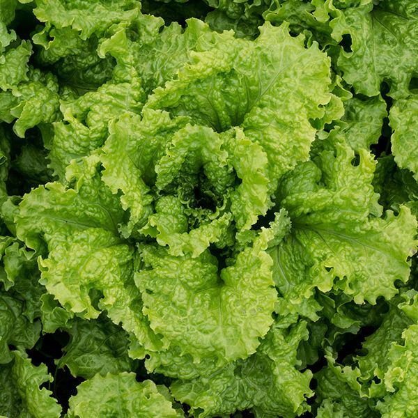 Black Seeded Simpson Lettuce - Image 2