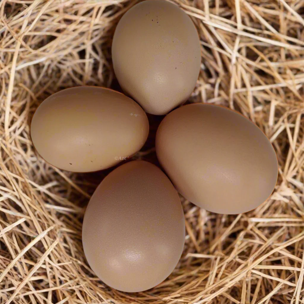 Black Sex-Link Female Chicks – Buy 10 + 5 Bonus Free (15 All-Female, Shipping Included) - Image 4