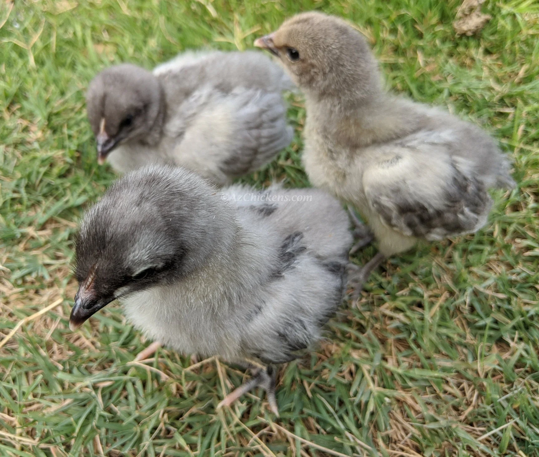 Blue American Bresse Chicks - Buy 10 + 5 Bonus Free (Unsexed, Shipping Included) - Image 2