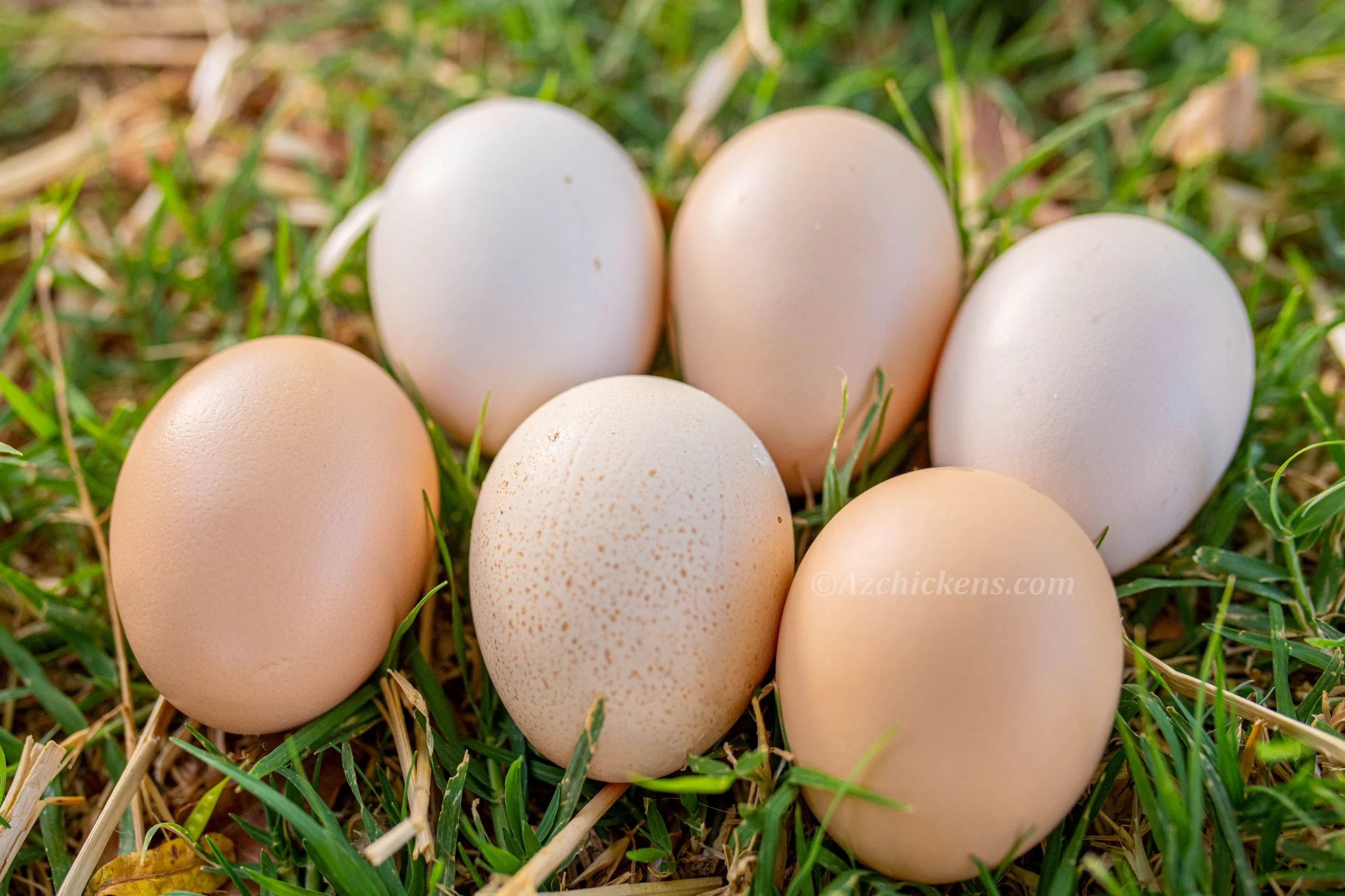 Blue American Bresse Chicks - Buy 10 + 5 Bonus Free (Unsexed, Shipping Included) - Image 8