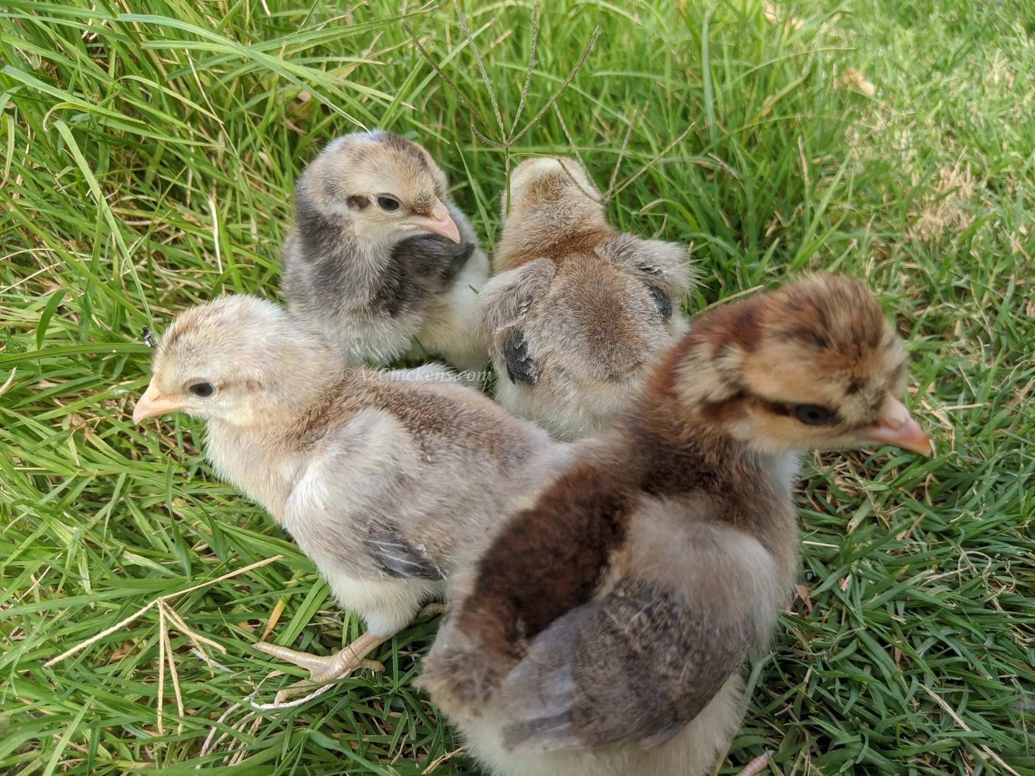Blue Egg, Blue Laced & Speckled Trio – Buy 6 + 6 Bonus Free (12 Female Chicks, Shipping Included) - Image 14