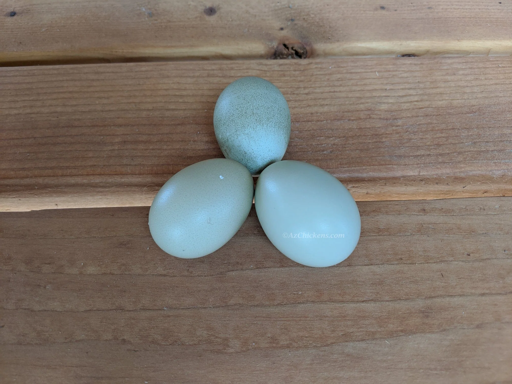 Blue Egg, Blue Laced & Speckled Trio – Buy 6 + 6 Bonus Free (12 Female Chicks, Shipping Included) - Image 15