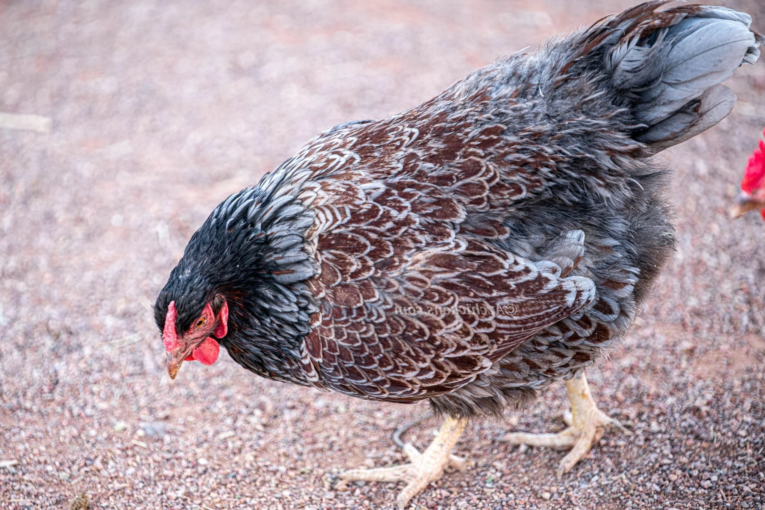 Blue Egg, Blue Laced & Speckled Trio – Buy 6 + 6 Bonus Free (12 Female Chicks, Shipping Included) - Image 9