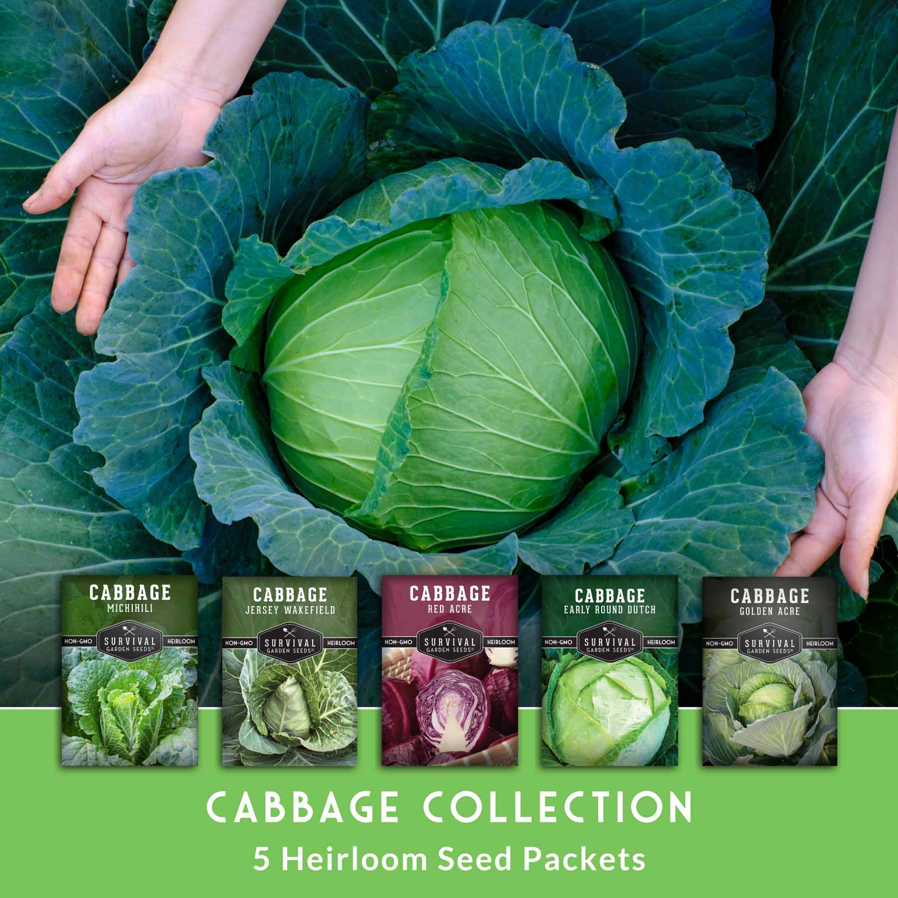5-Variety Heirloom Cabbage Seed Collection – Non-GMO Green, Red & Napa Cabbages for Spring and Fall Gardens - Image 2