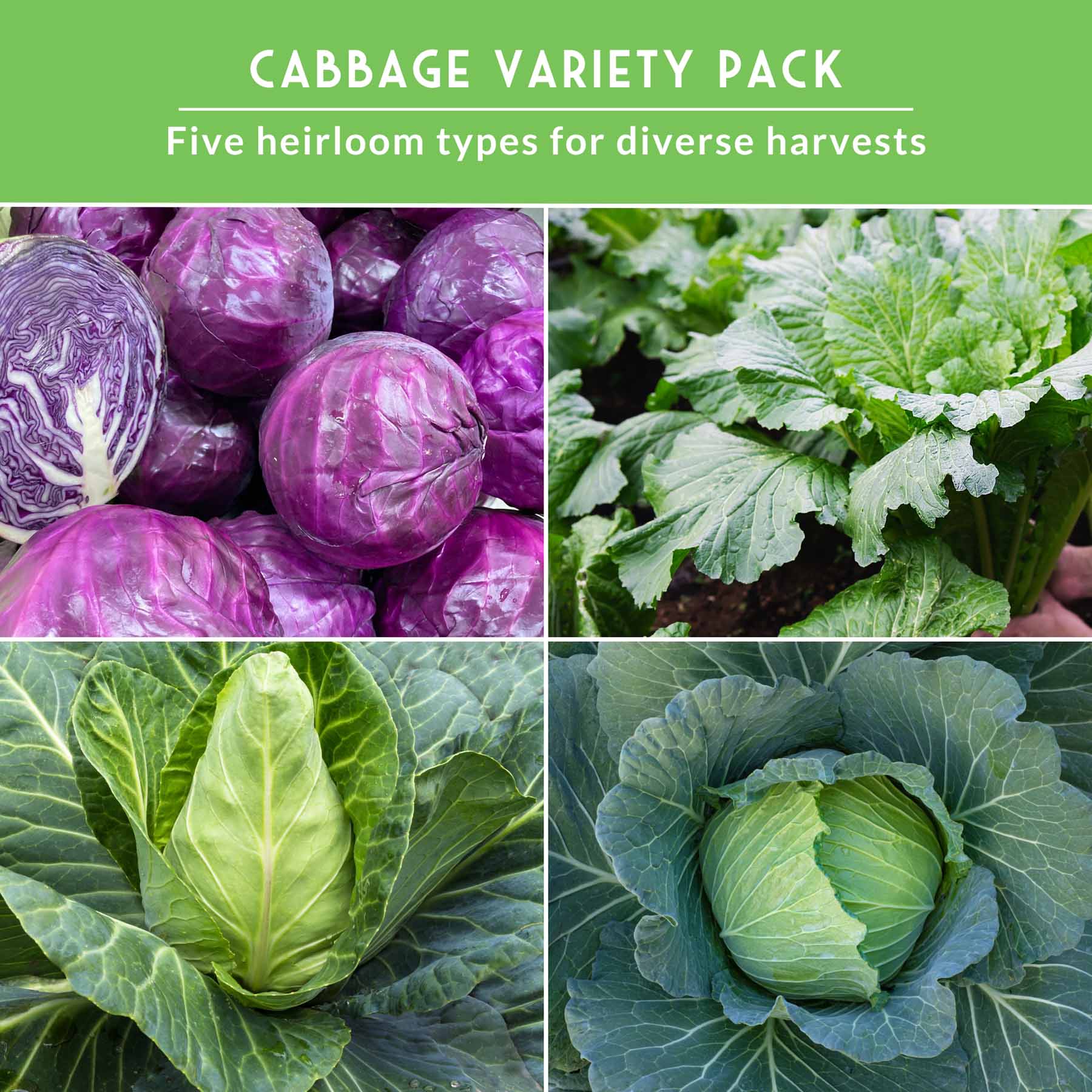 5-Variety Heirloom Cabbage Seed Collection – Non-GMO Green, Red & Napa Cabbages for Spring and Fall Gardens - Image 5