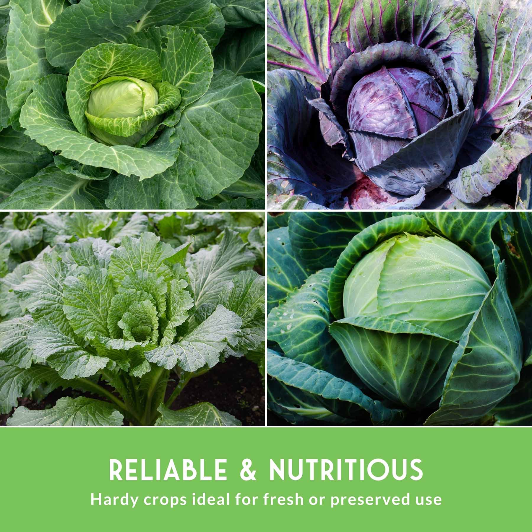 5-Variety Heirloom Cabbage Seed Collection – Non-GMO Green, Red & Napa Cabbages for Spring and Fall Gardens - Image 6