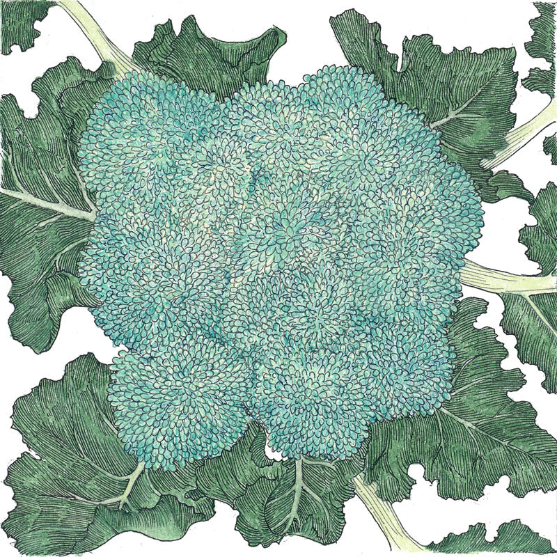 Calabrese Broccoli Seeds (Organic) - Image 3