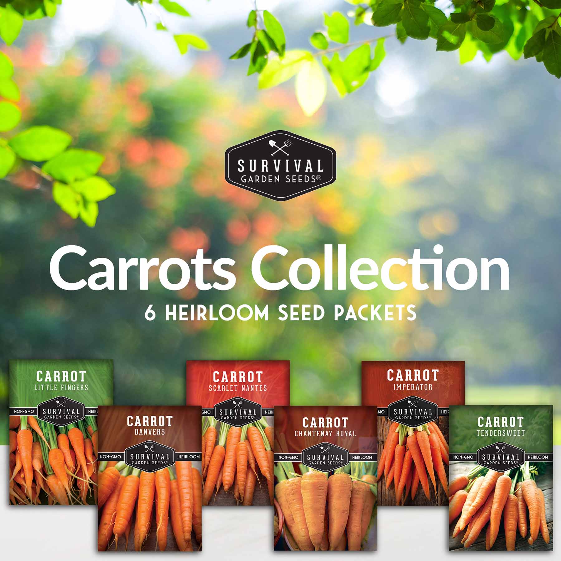 Carrot Seed Collection – Six Heirloom Garden Carrot Varieties for Fresh Eating, Juicing, Storage & Preserving - Image 2