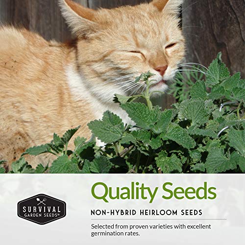 Cat Grass & Catnip Seed Collection – Fun, Healthy Greens & Enrichment Herbs for Indoor Cats - Image 3