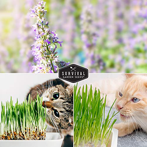 Cat Grass & Catnip Seed Collection – Fun, Healthy Greens & Enrichment Herbs for Indoor Cats - Image 4