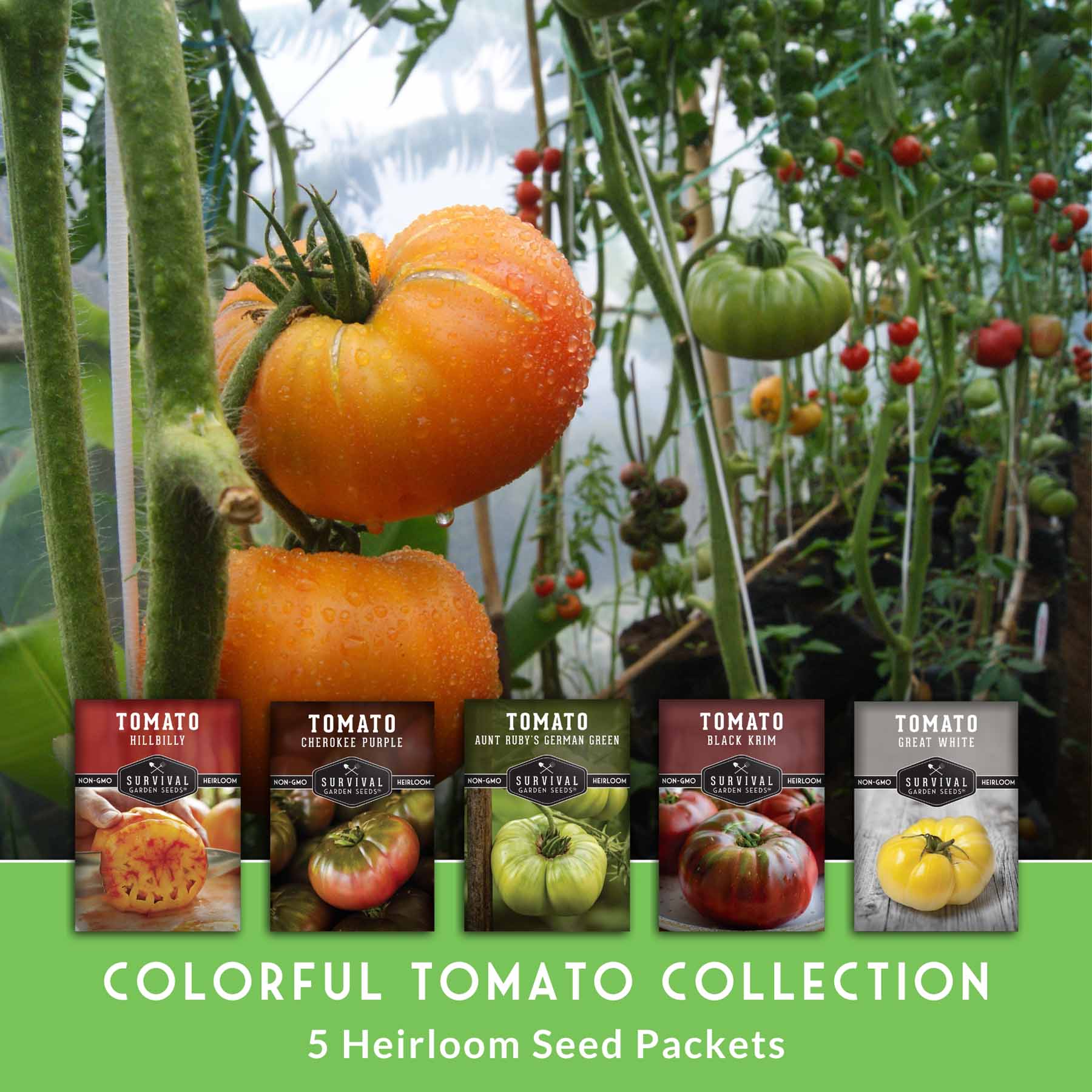 Colorful Tomato Seed Collection – Heirloom Rainbow Mix for Unique Flavors, Slicing & Summer Harvests - Image 2