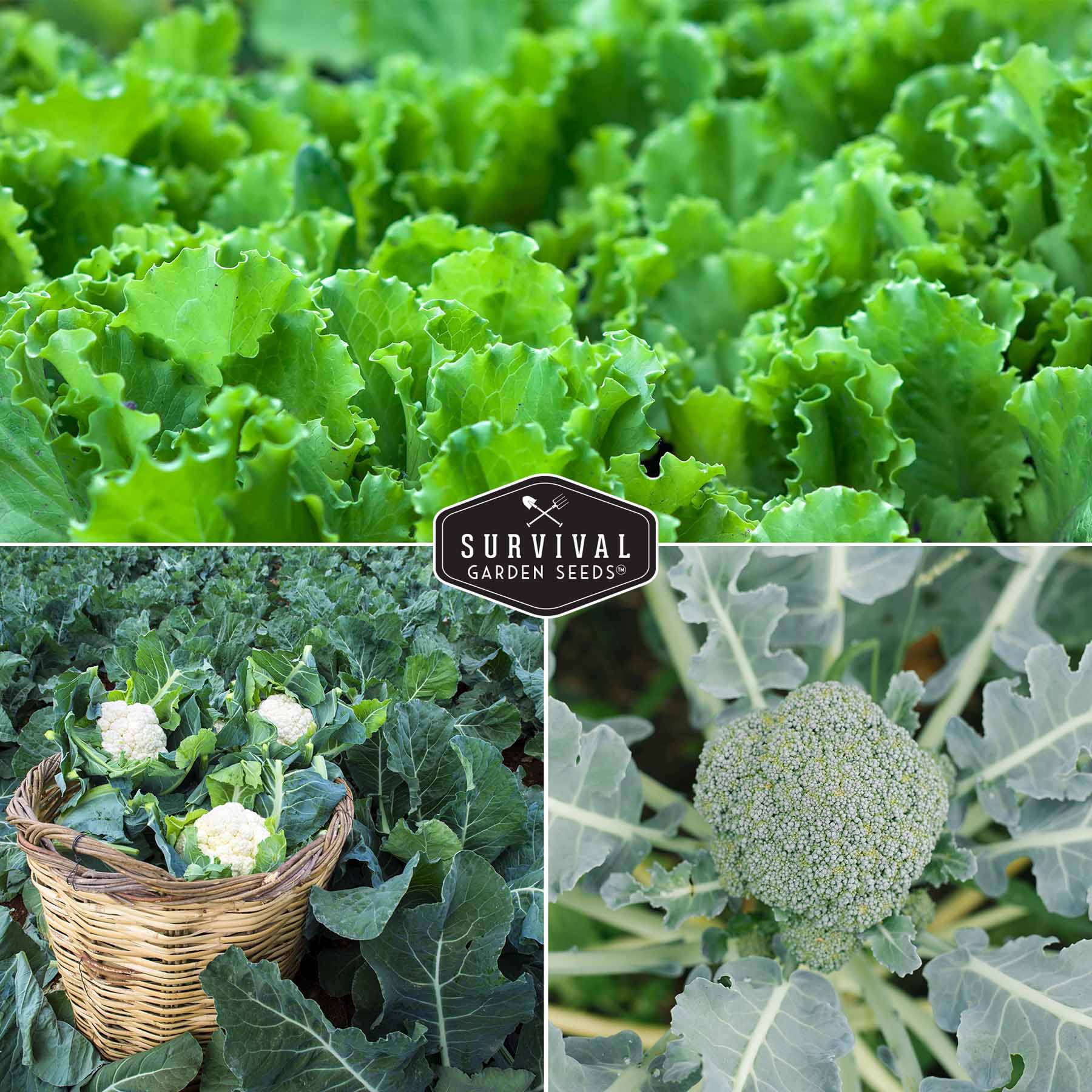 Cool Weather Garden Seeds Collection – 5 Heirloom Non-GMO Vegetables for Fall & Spring Planting | Cold-Hardy Greens & Herbs - Image 3