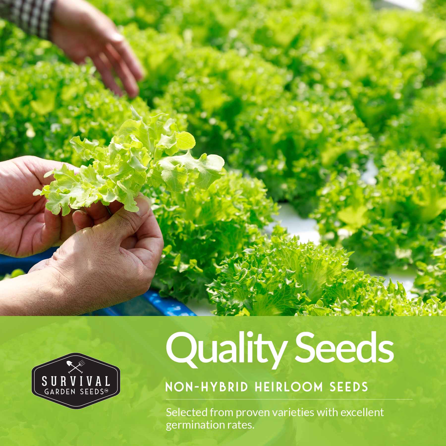 Cool Weather Garden Seeds Collection – 5 Heirloom Non-GMO Vegetables for Fall & Spring Planting | Cold-Hardy Greens & Herbs - Image 4