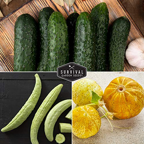 Cucumber Seed Collection – Armenian, Beit Alpha, Lemon, National Pickling & Spacemaster Varieties - Image 4