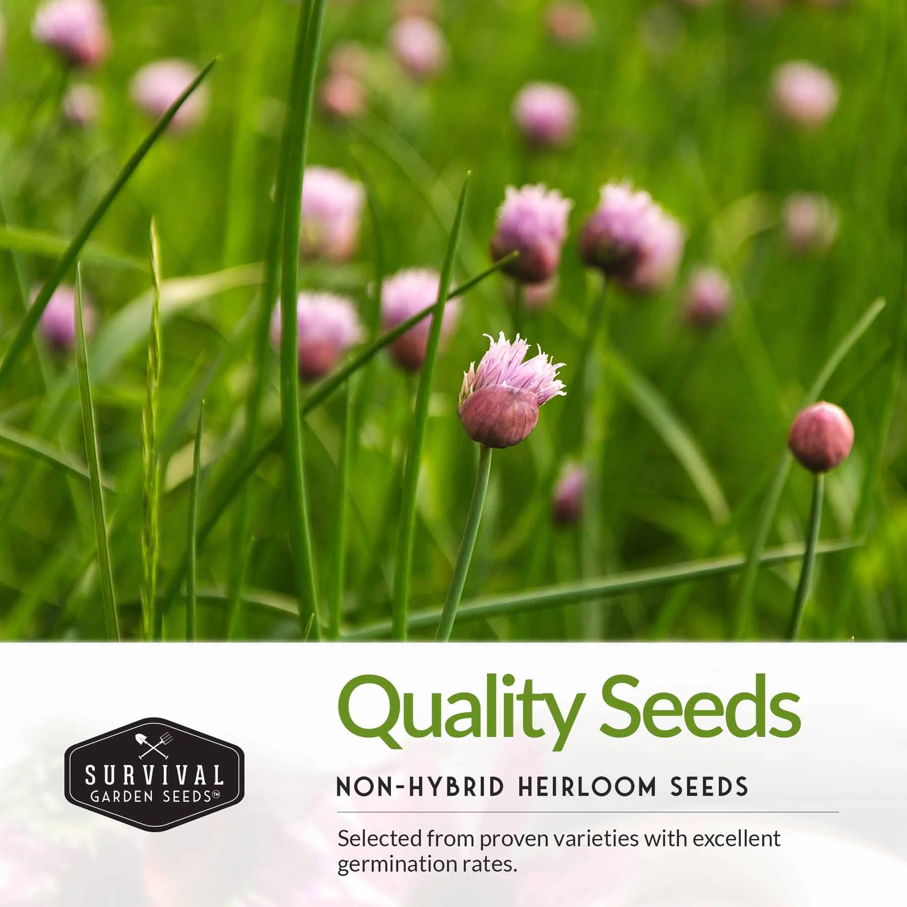 Culinary Herb Seed Collection – 5 Essential Kitchen Herbs for Indoor or Outdoor Growing - Image 3
