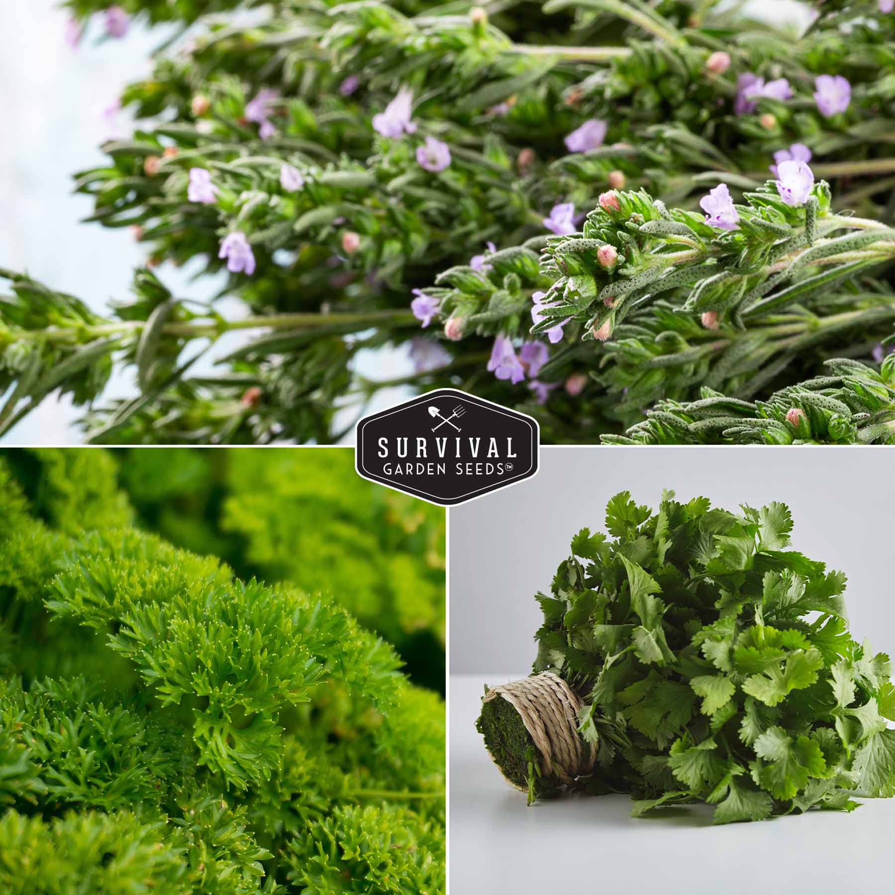 Culinary Herb Seed Collection – 5 Essential Kitchen Herbs for Indoor or Outdoor Growing - Image 4