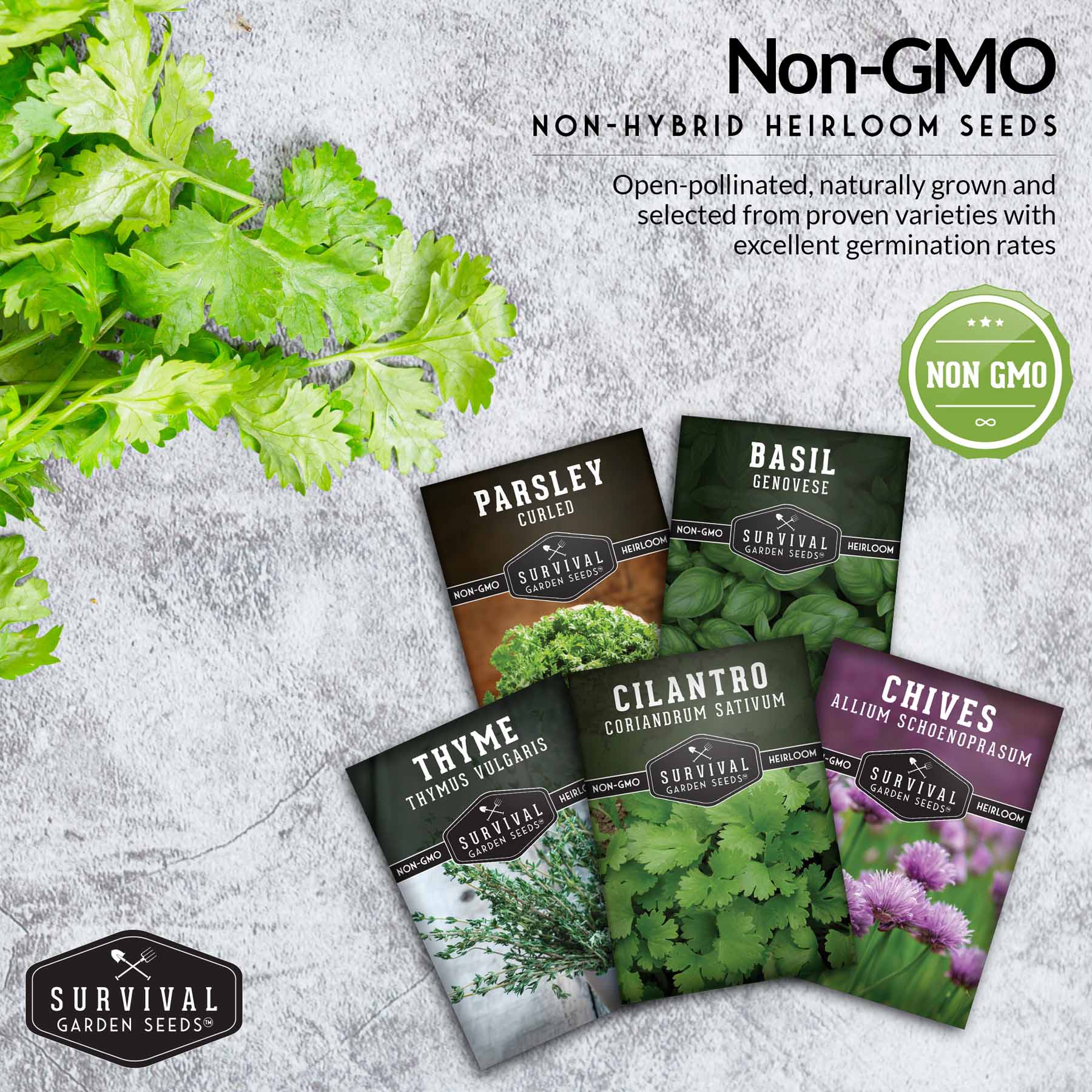 Culinary Herb Seed Collection – 5 Essential Kitchen Herbs for Indoor or Outdoor Growing - Image 7