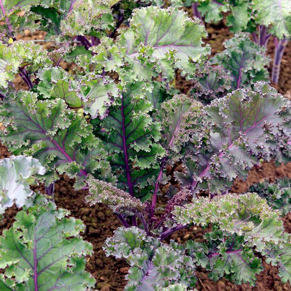 Curly Roja Kale - Image 2