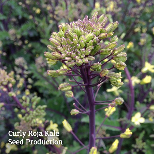 Curly Roja Kale - Image 3